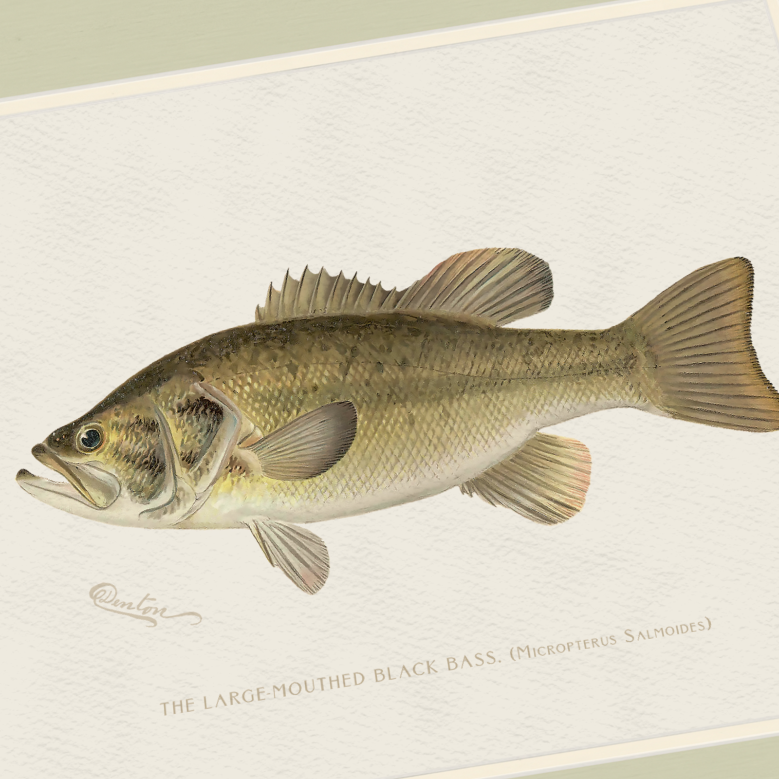 Freshwater Fish Illustrations - Large-Mouthed Bass