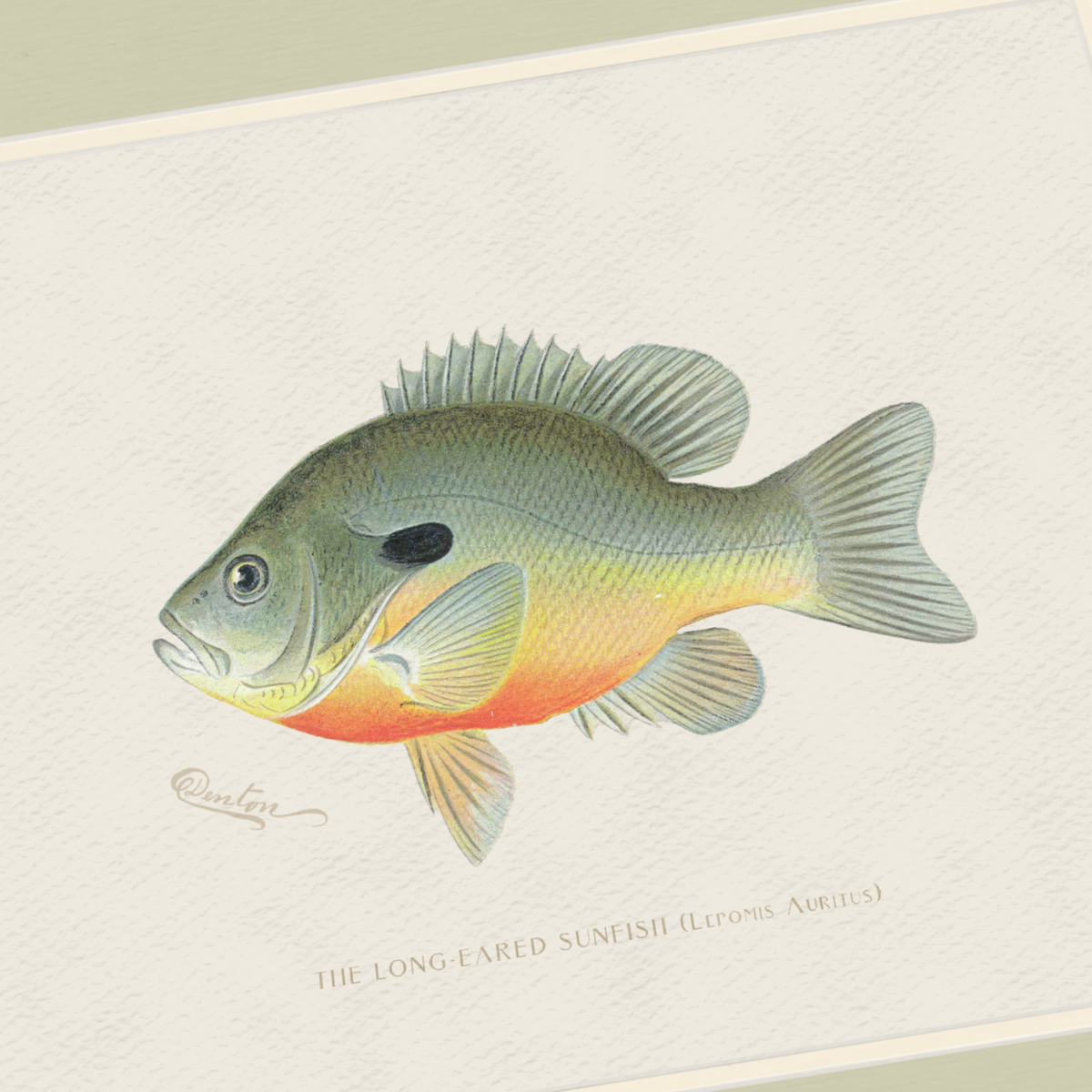 Freshwater Fish Illustrations - Long-Eared Sunfish