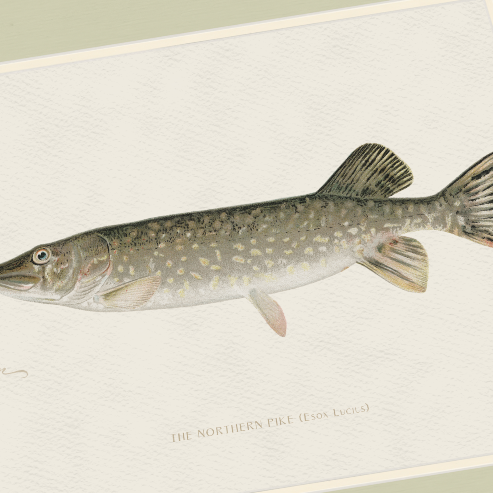 Freshwater Fish Illustrations - Northern Pike