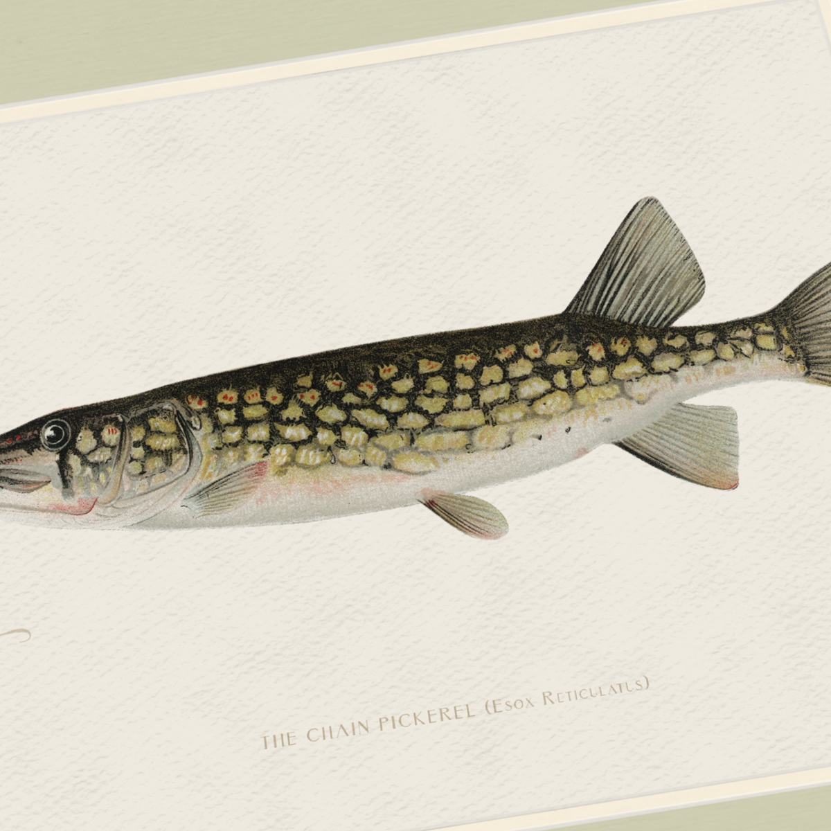 Freshwater Fish Illustrations - Pickerel
