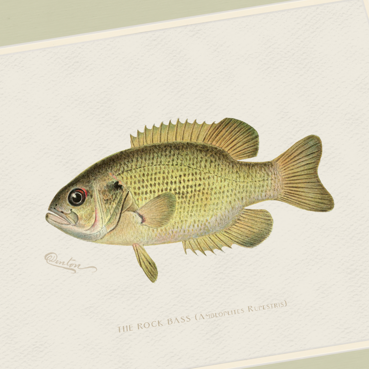 Freshwater Fish Illustrations - Rock Bass