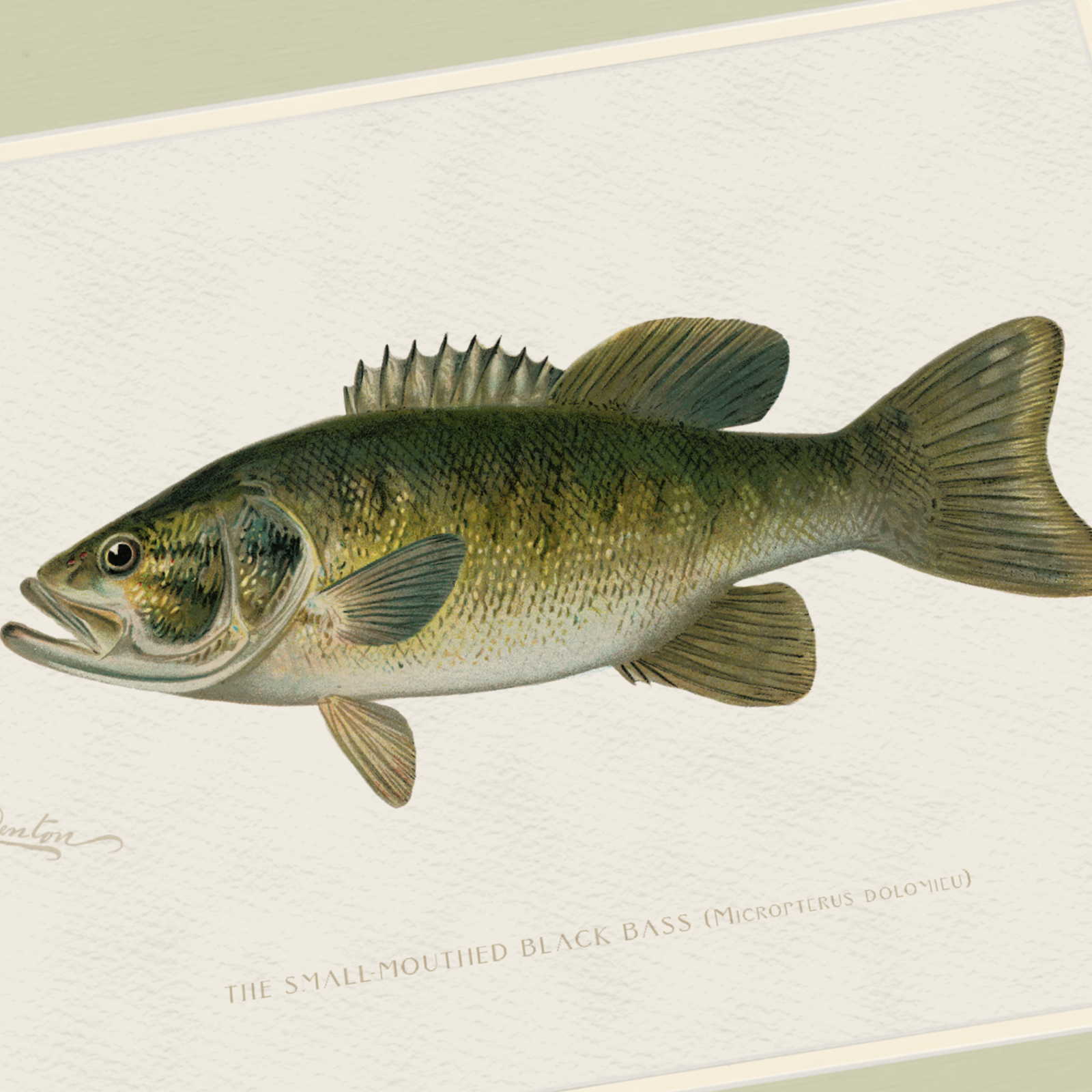Freshwater Fish Illustrations - Small-Mouthed Bass