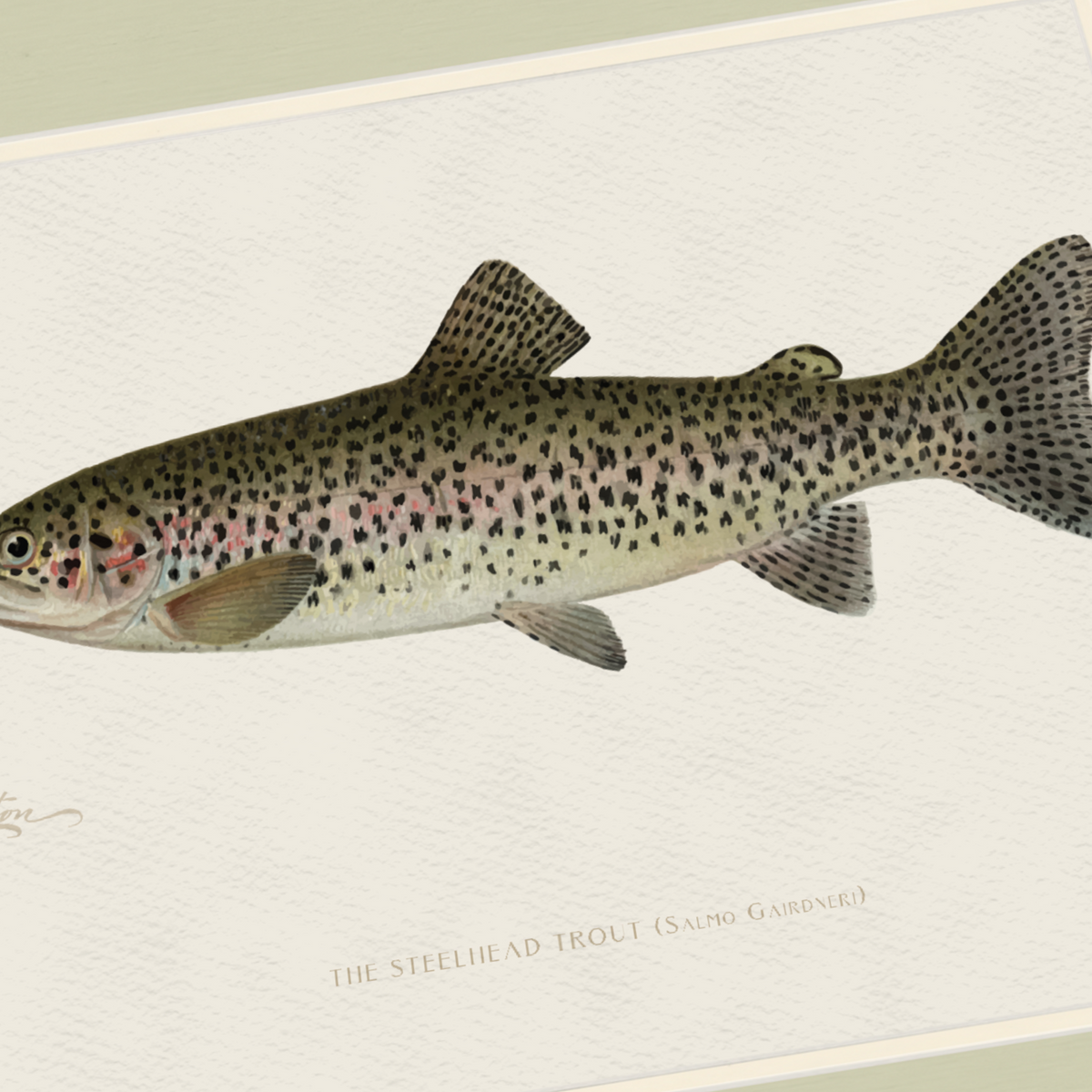 Freshwater Fish Illustrations - Steelhead Trout