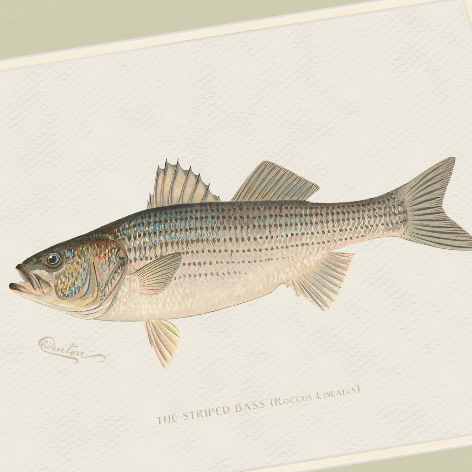 Freshwater Fish Illustrations - Striped Bass