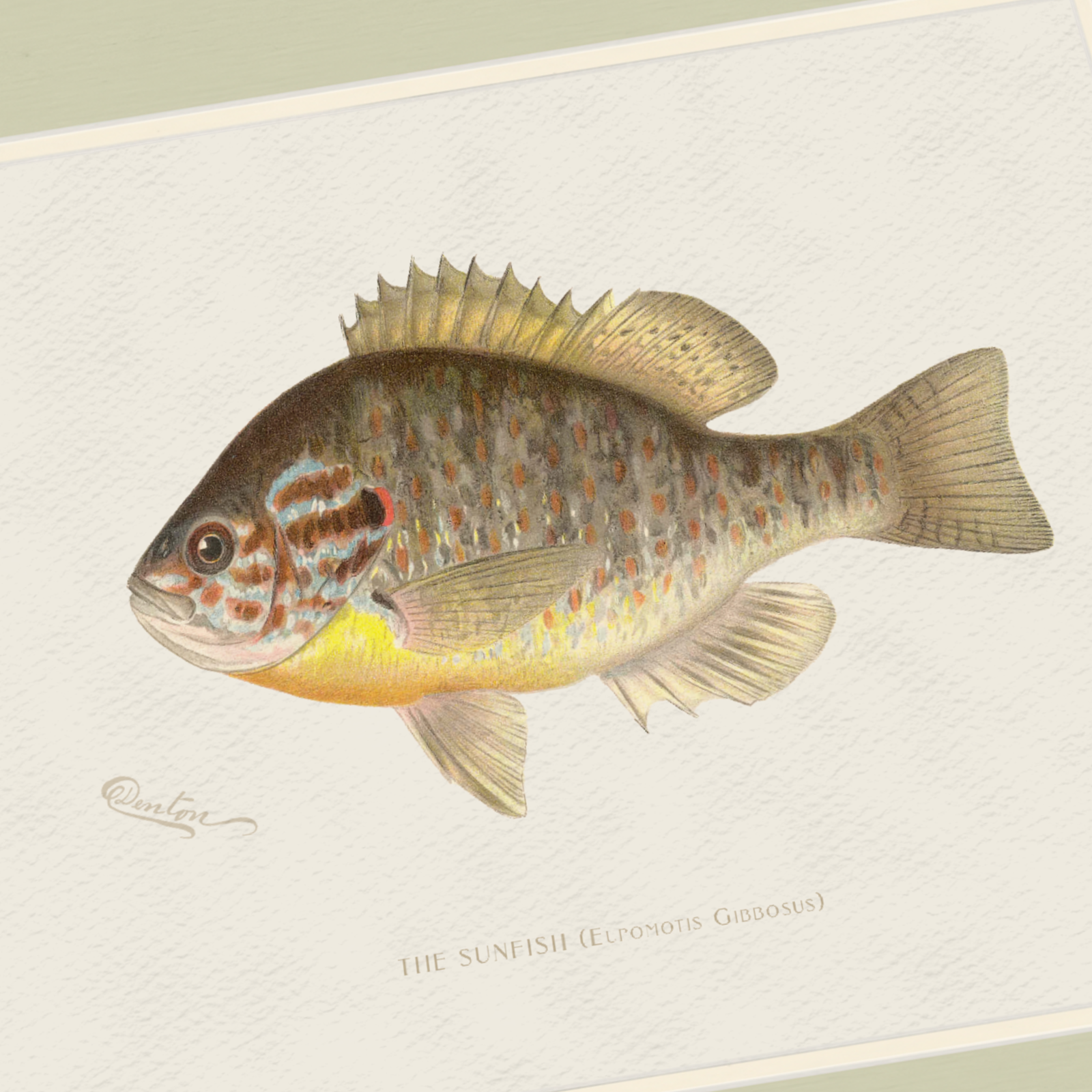 Freshwater Fish Illustrations - Sunfish
