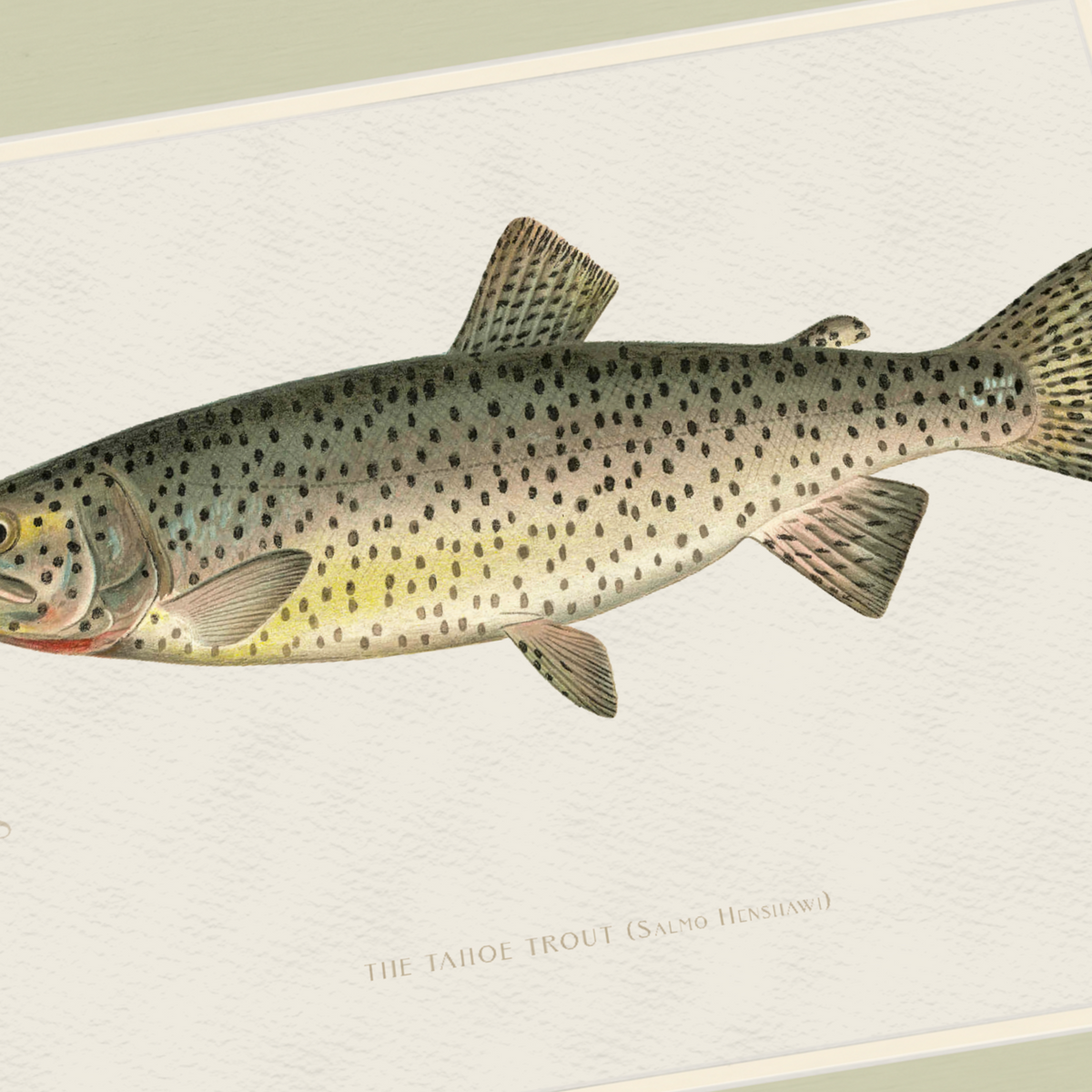 Freshwater Fish Illustrations - Tahoe Trout