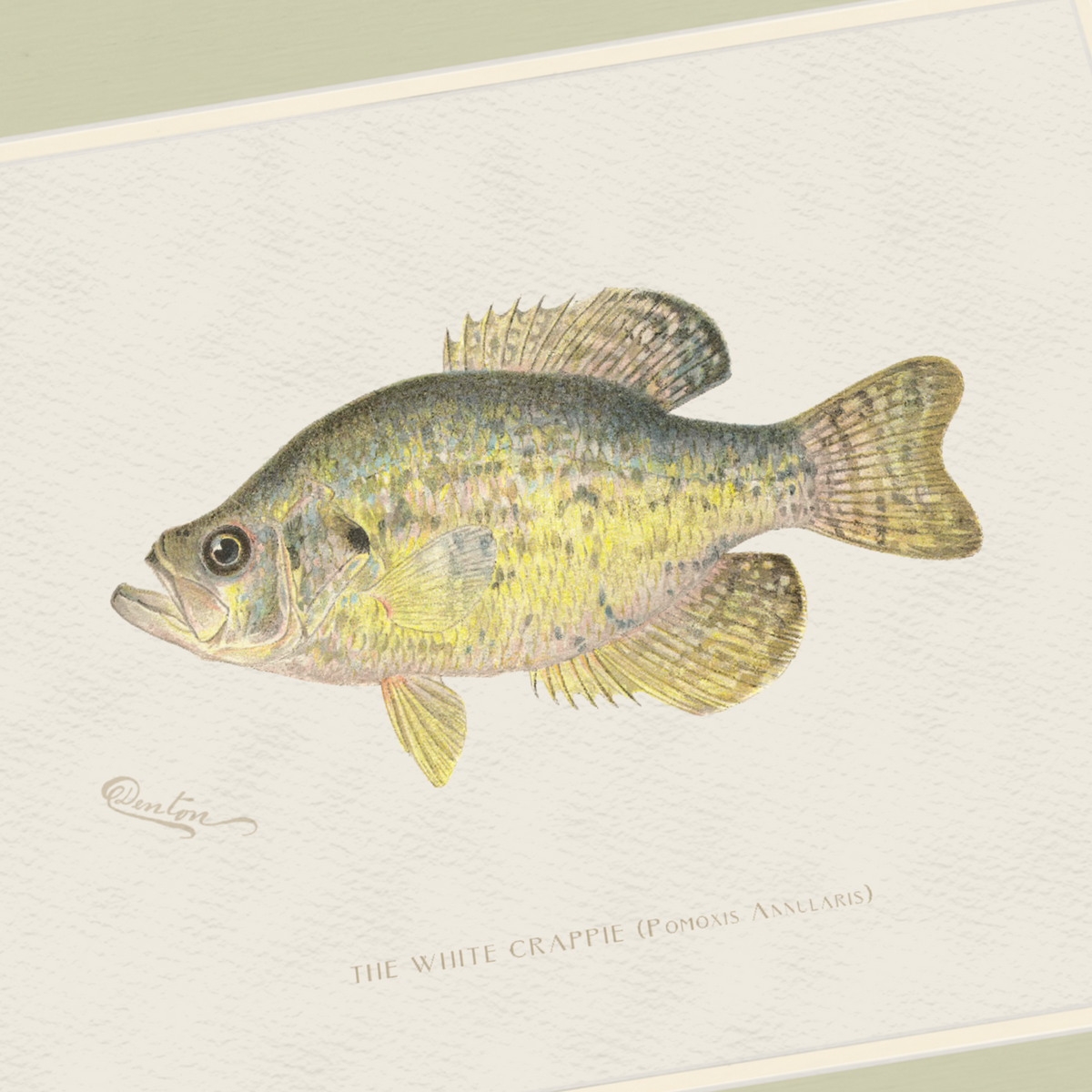 Freshwater Fish Illustrations - White Crappie