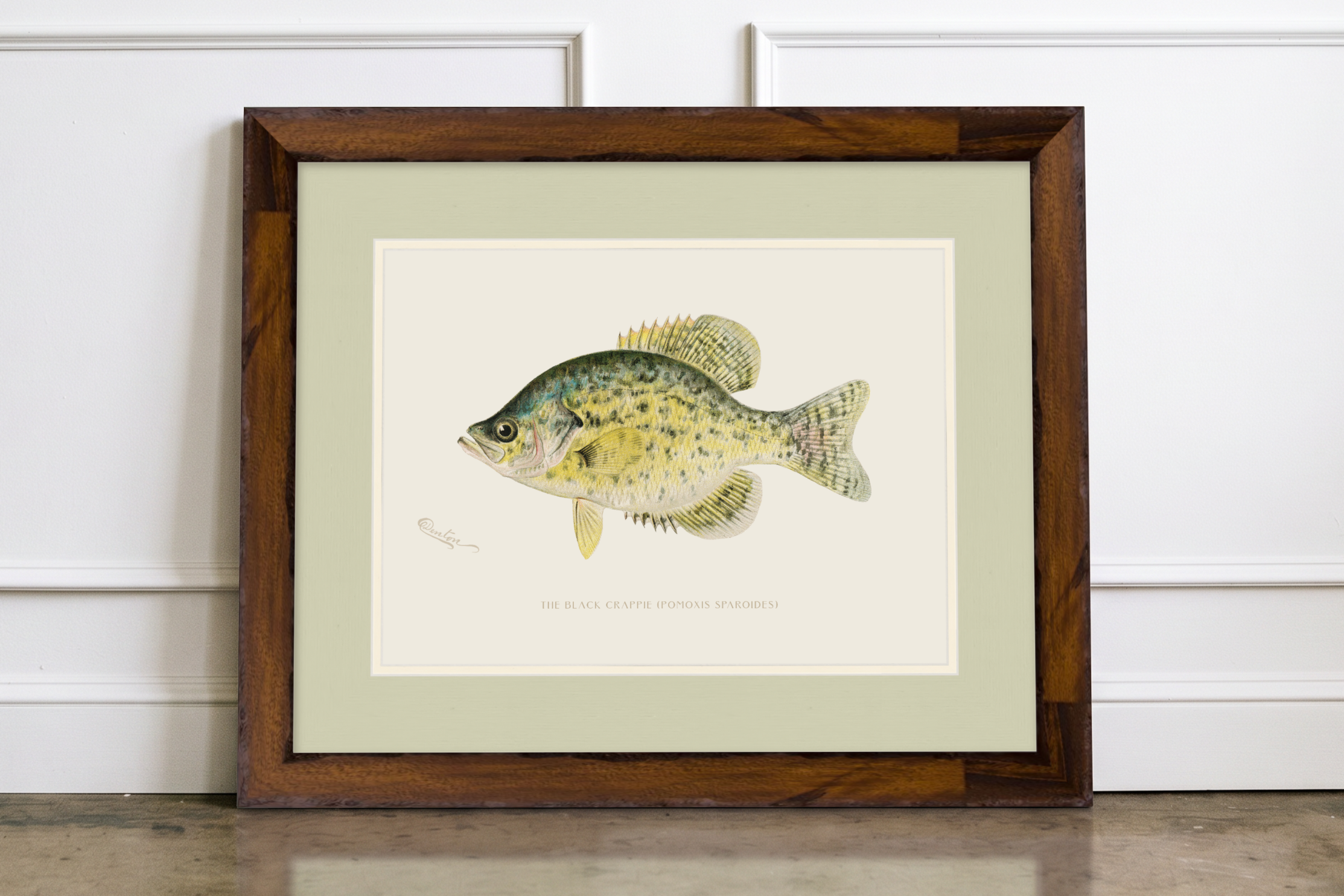 Freshwater Fish Illustrations - Black Crappie