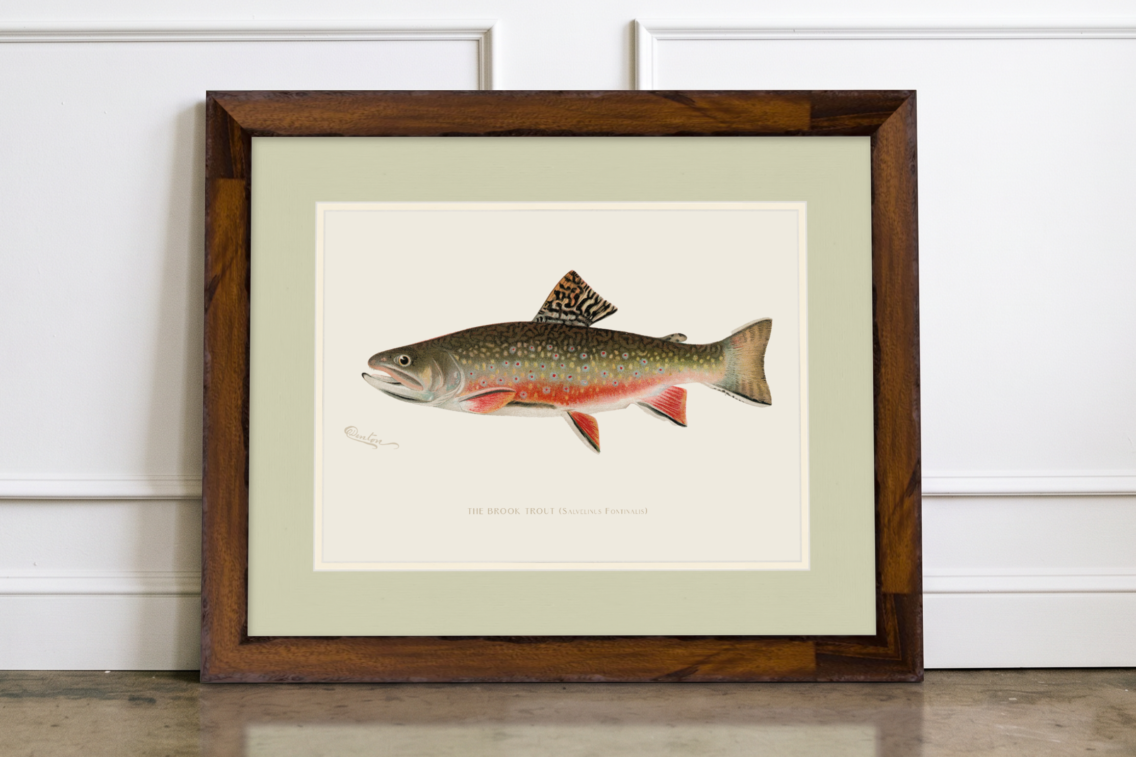 Freshwater Fish Illustrations - Brook Trout