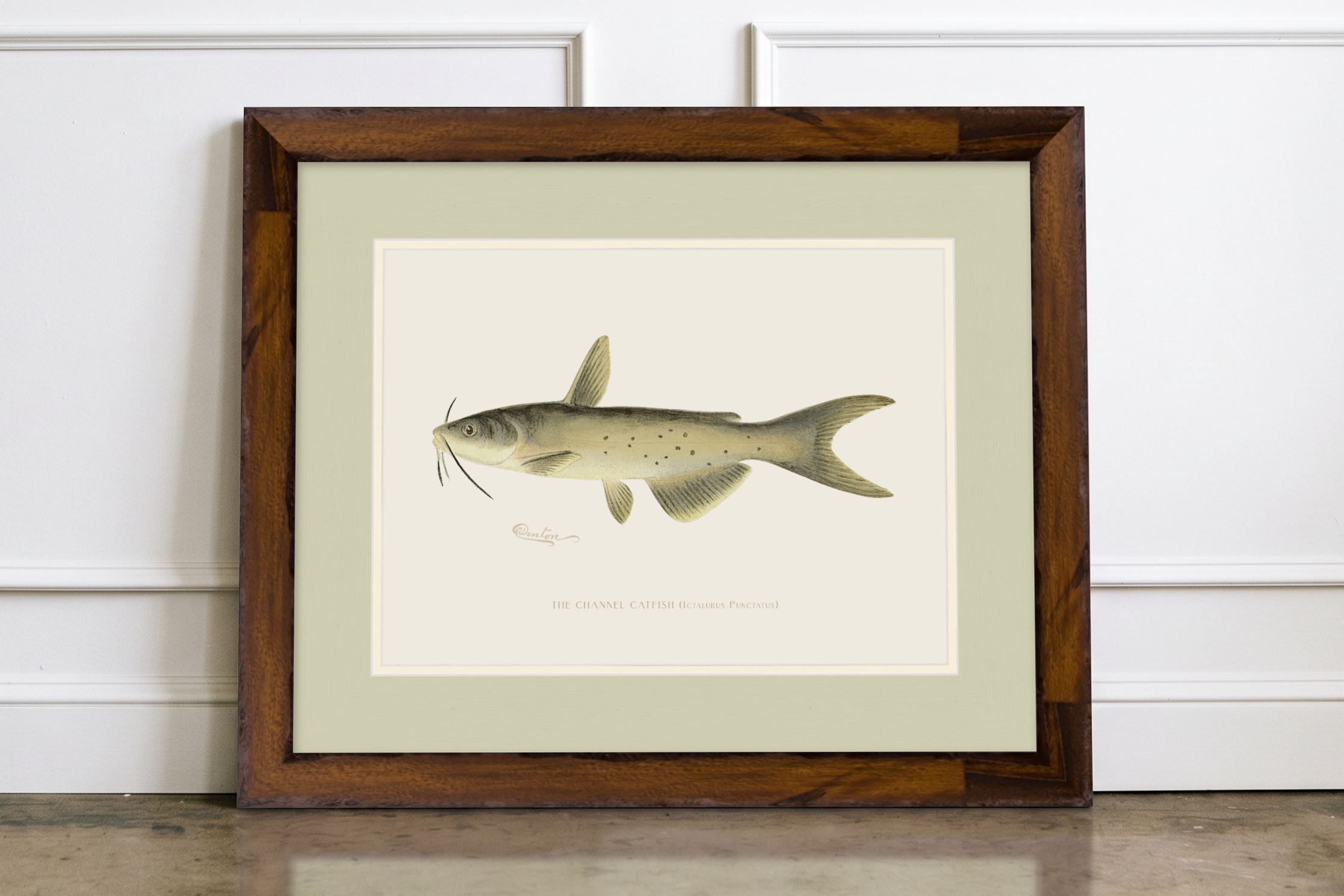 Freshwater Fish Illustrations - Channel Catfish