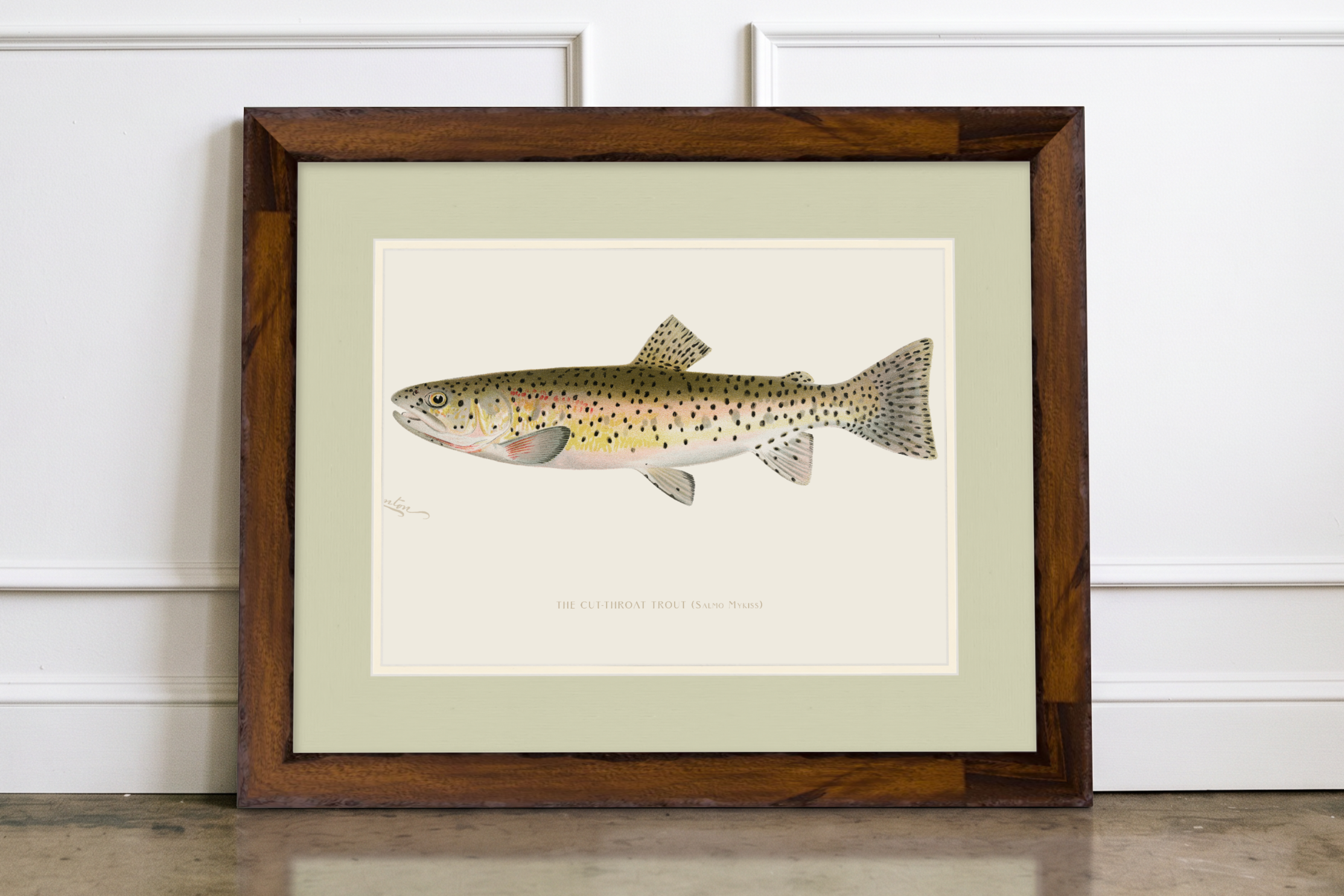 Freshwater Fish Illustrations - Cut-throat Trout