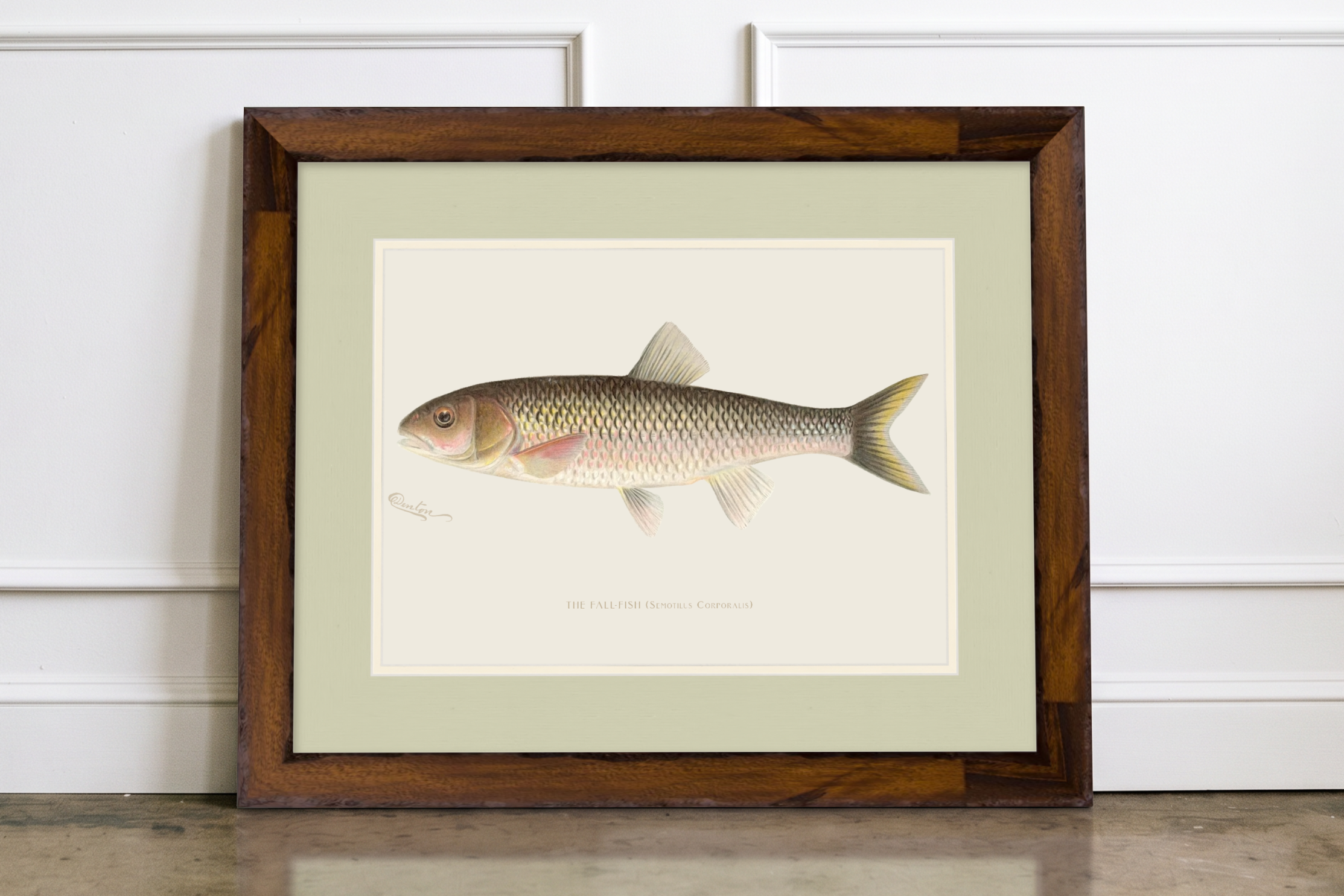 Freshwater Fish Illustrations - Fall Fish