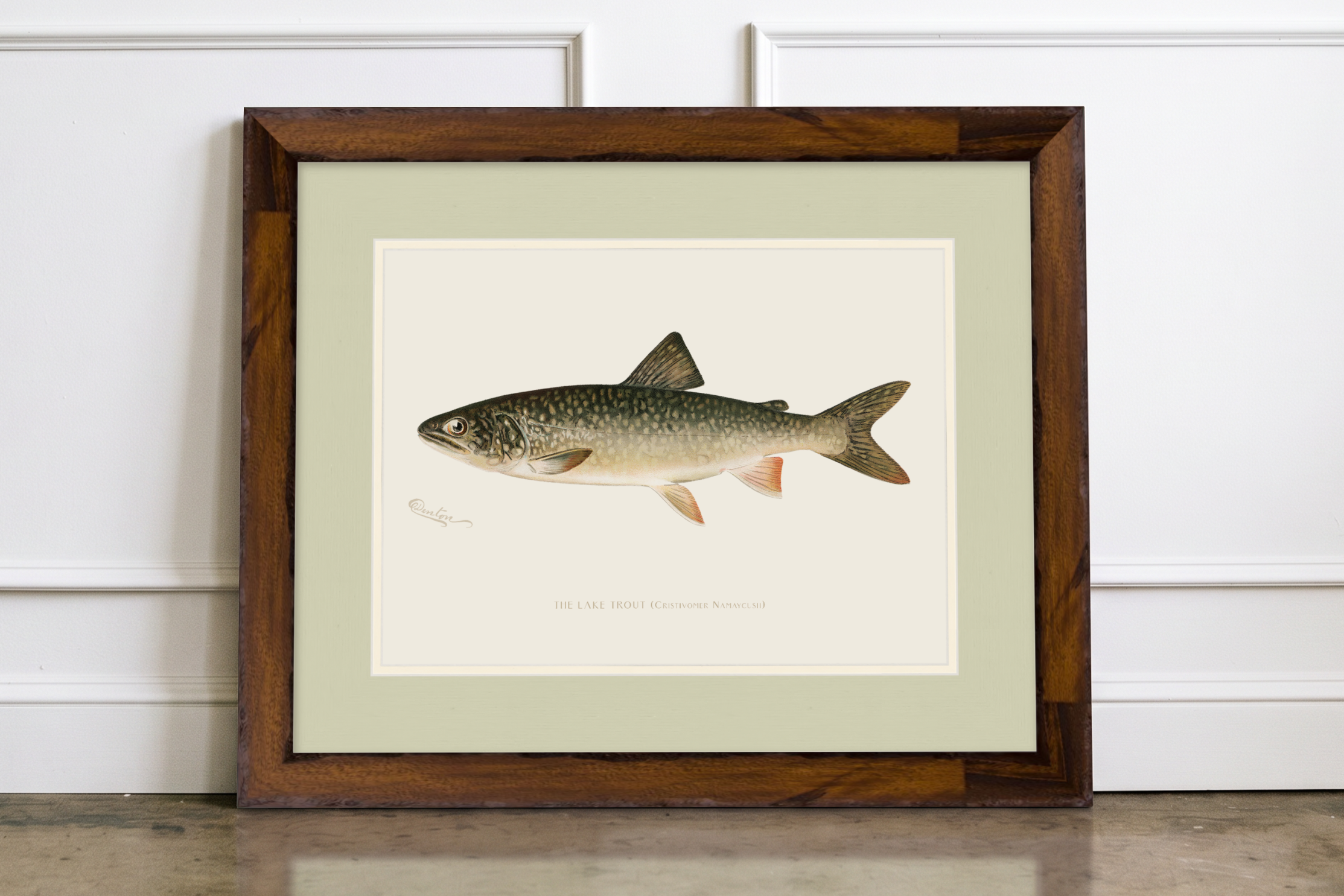 Freshwater Fish Illustrations - Lake Trout