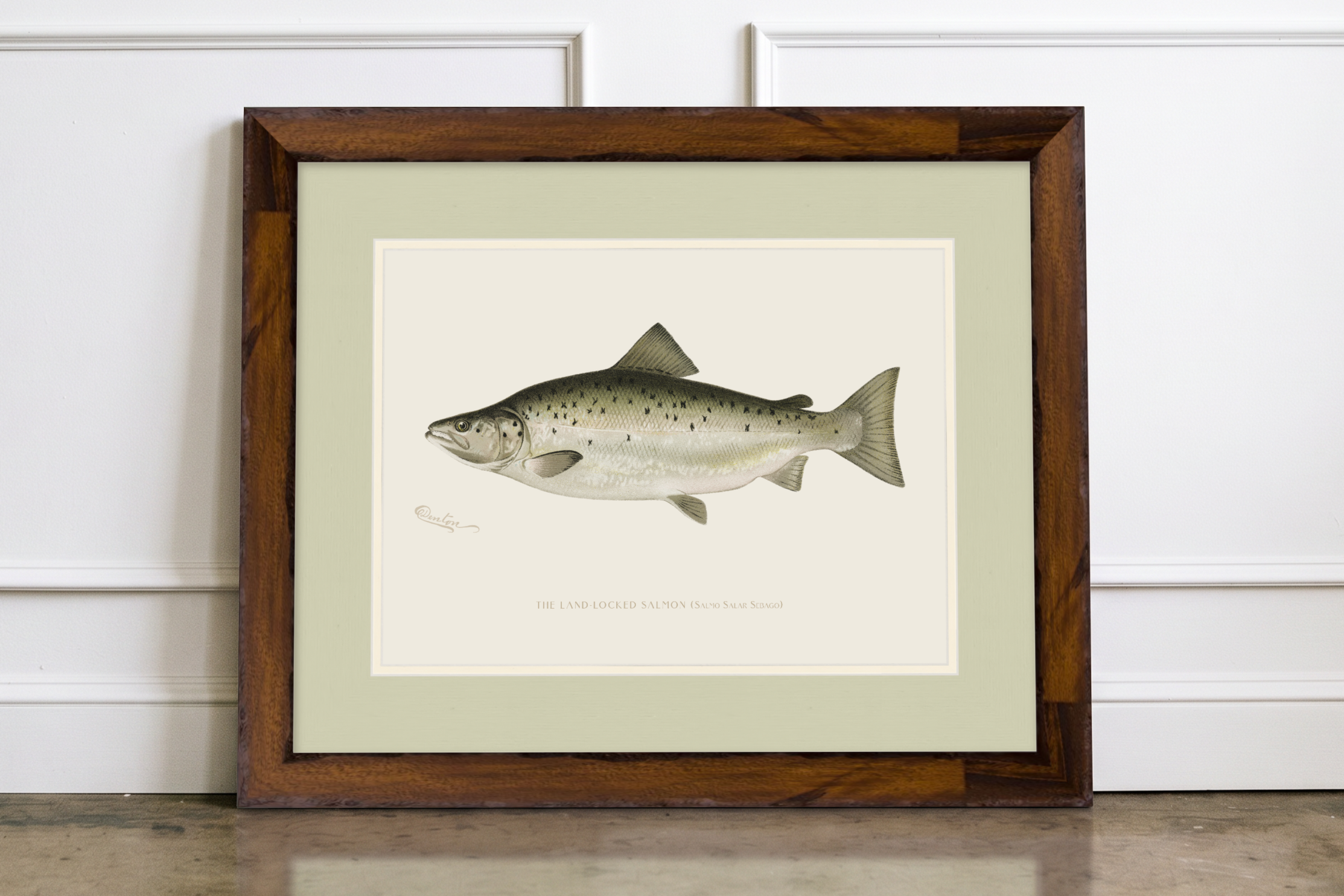 Freshwater Fish Illustrations - Landlocked Salmon