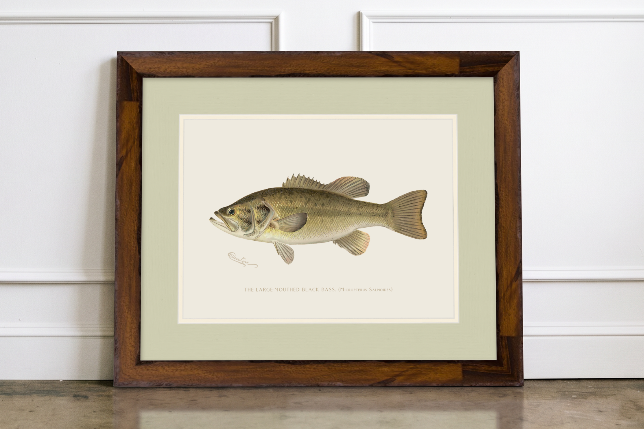 Freshwater Fish Illustrations - Large-Mouthed Bass