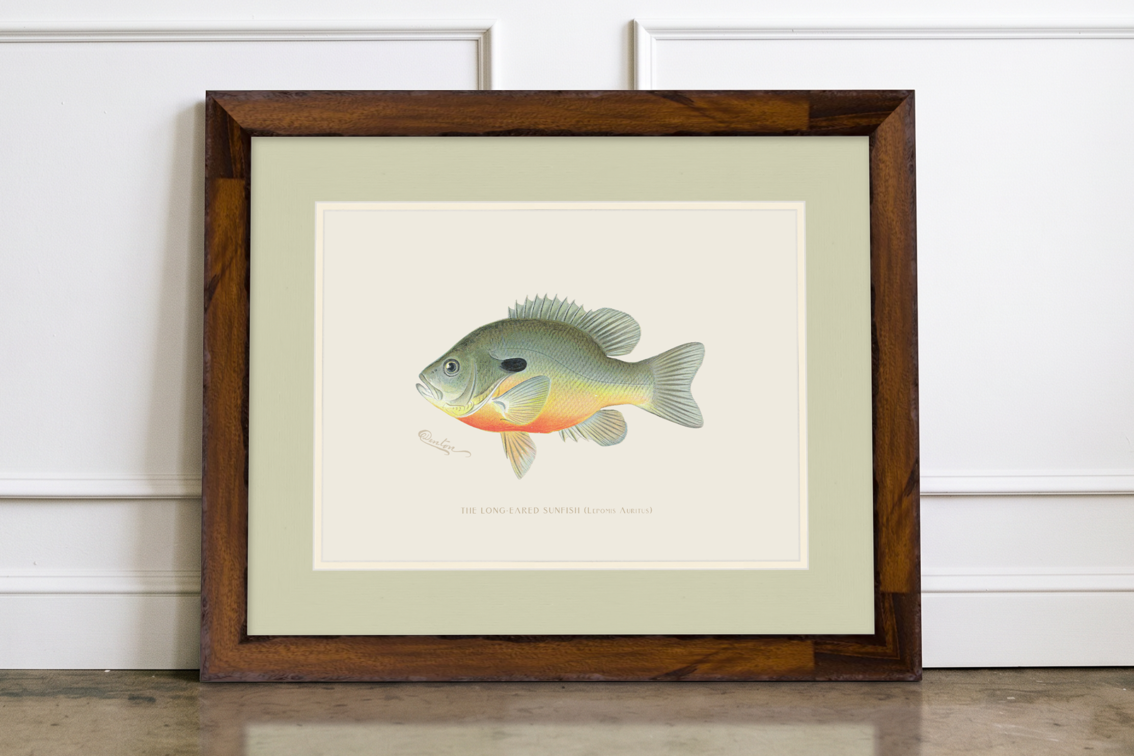 Freshwater Fish Illustrations - Long-Eared Sunfish
