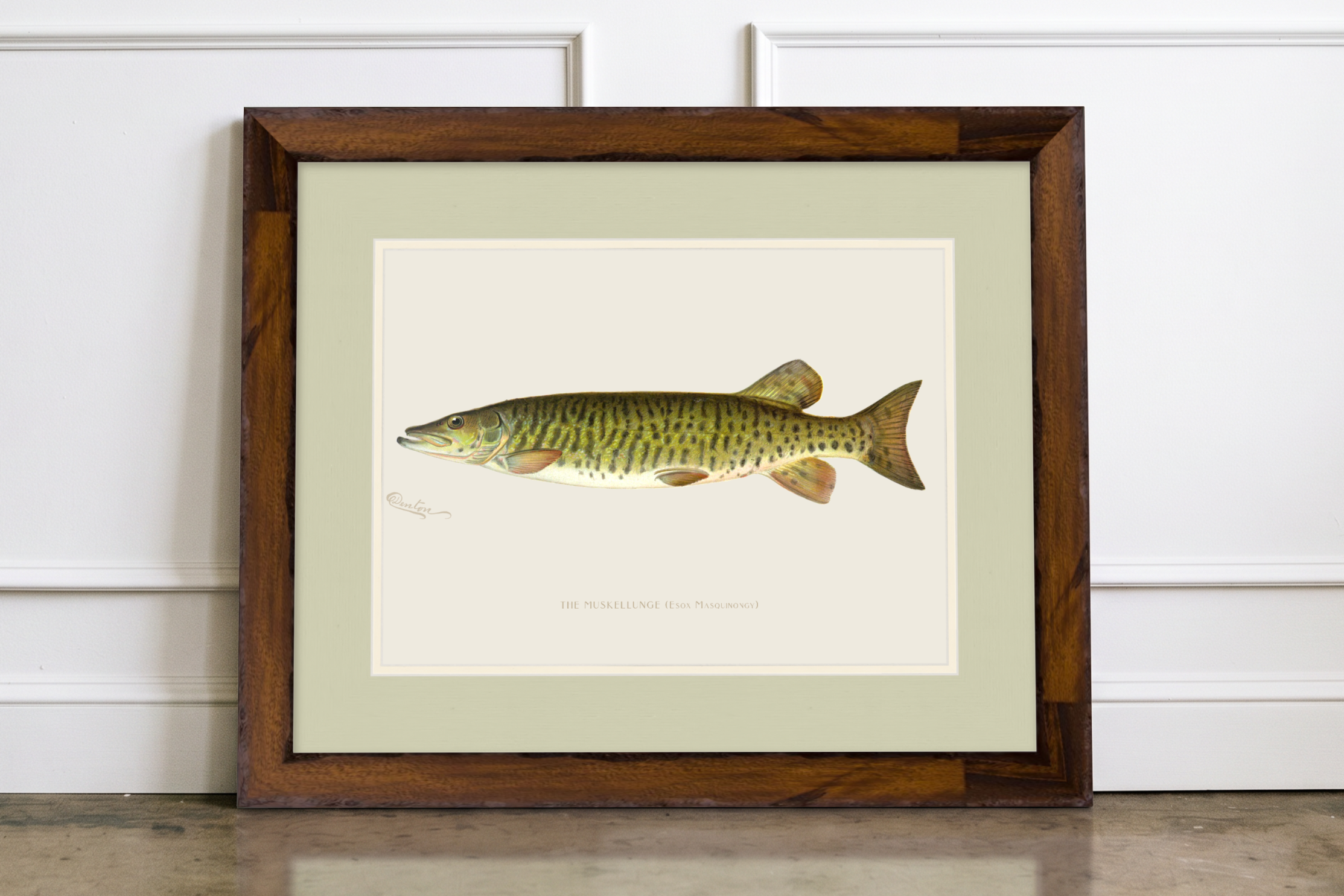 Freshwater Fish Illustrations - Muskellunge