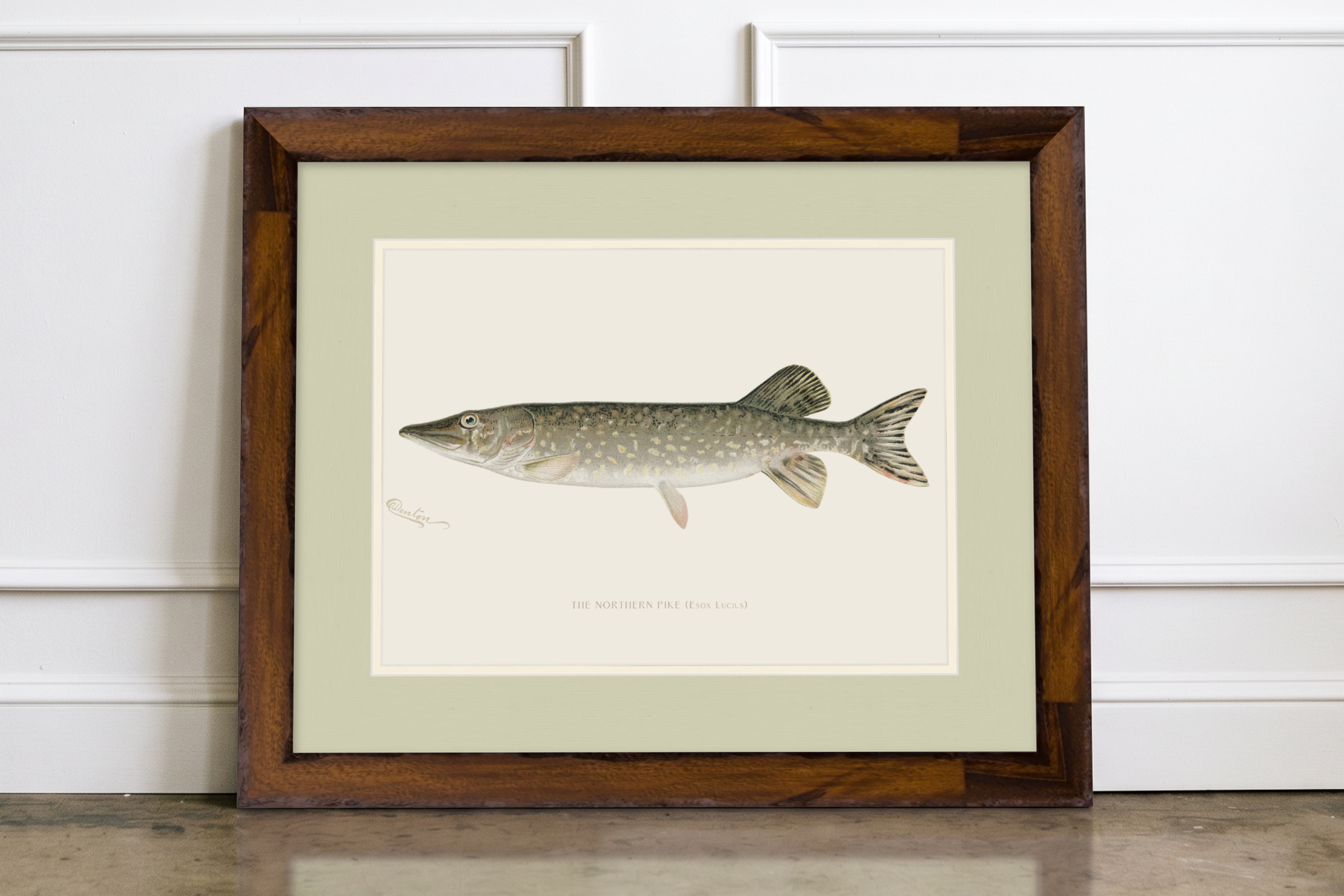 Freshwater Fish Illustrations - Northern Pike