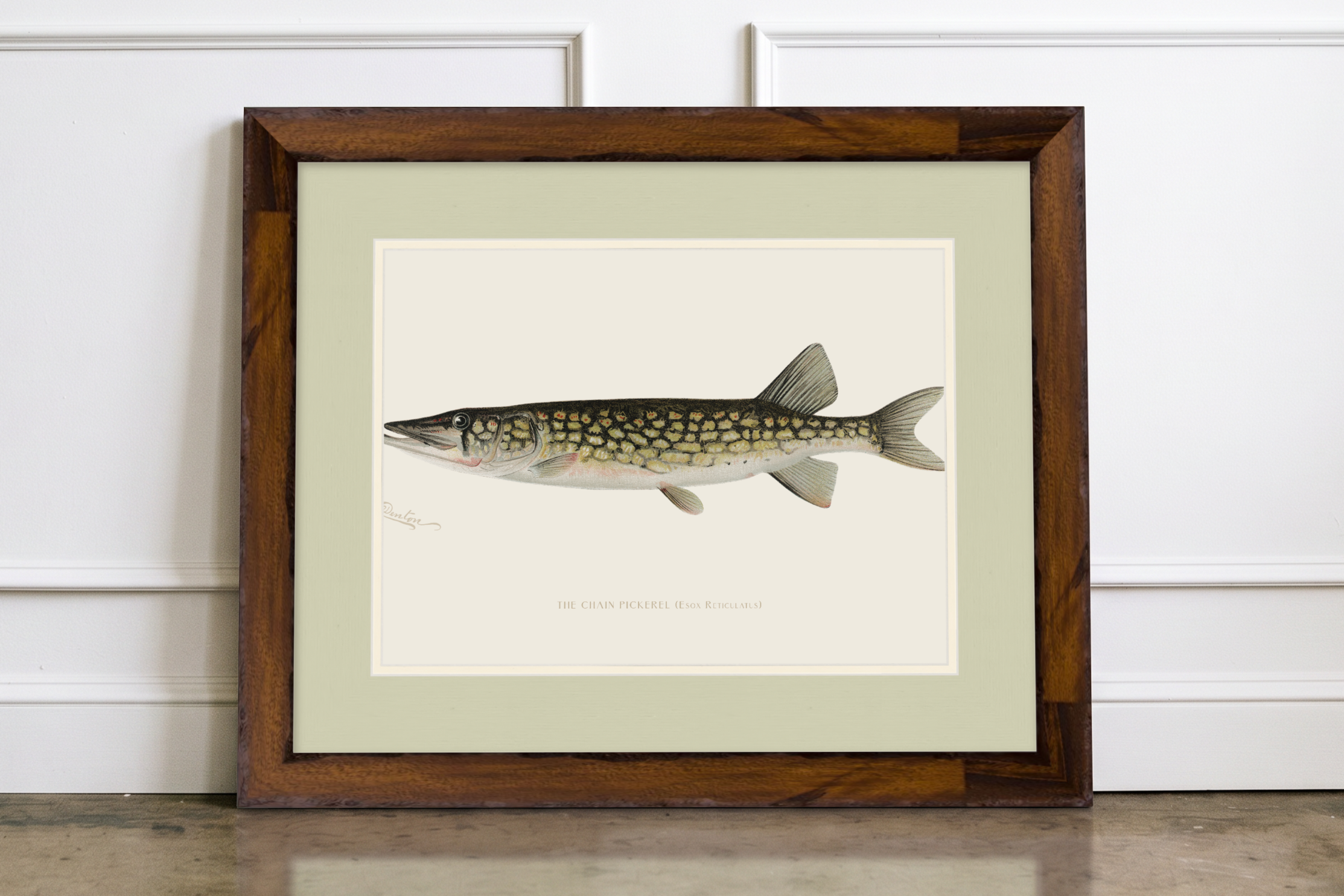 Freshwater Fish Illustrations - Pickerel