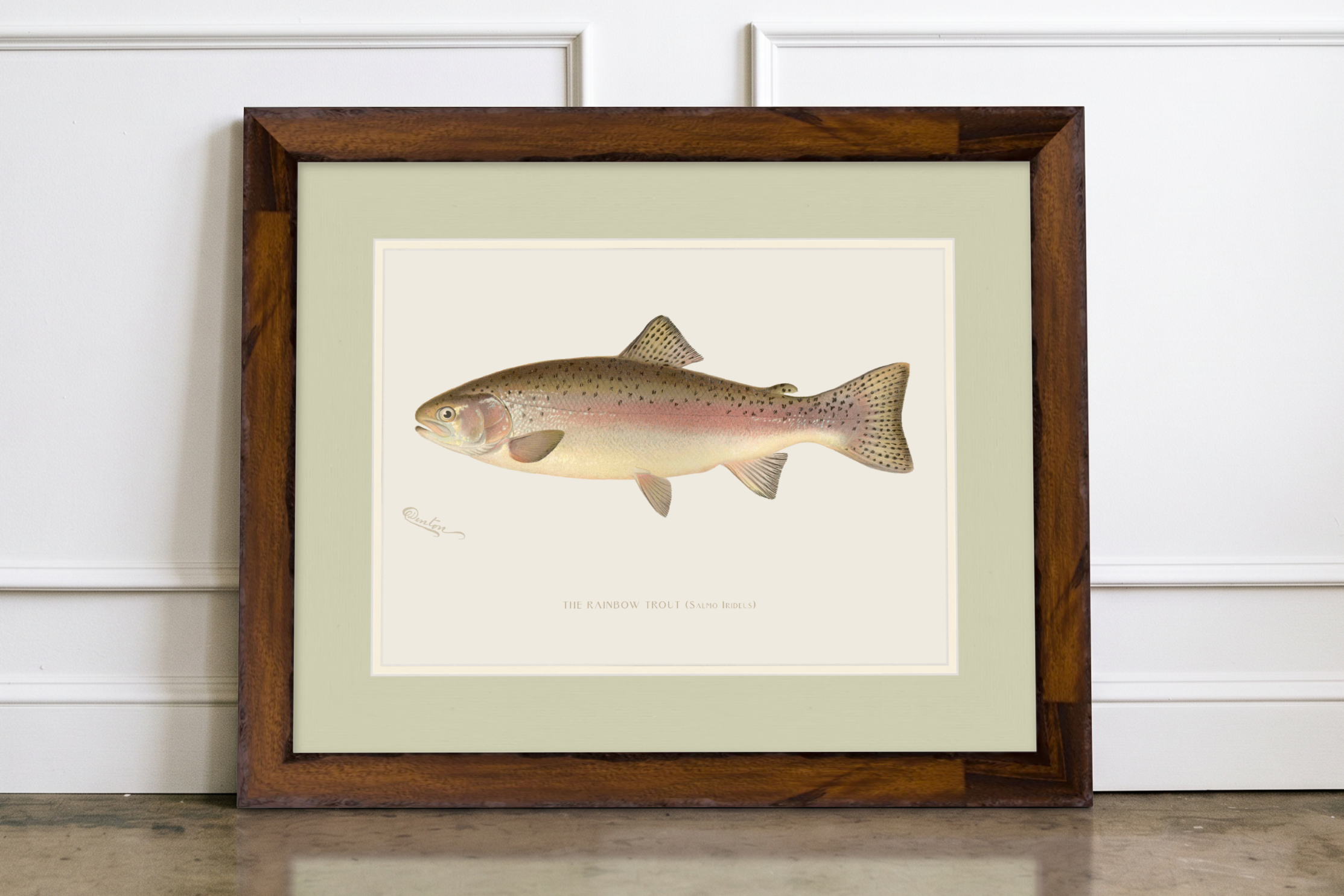 Freshwater Fish Illustrations - Rainbow Trout
