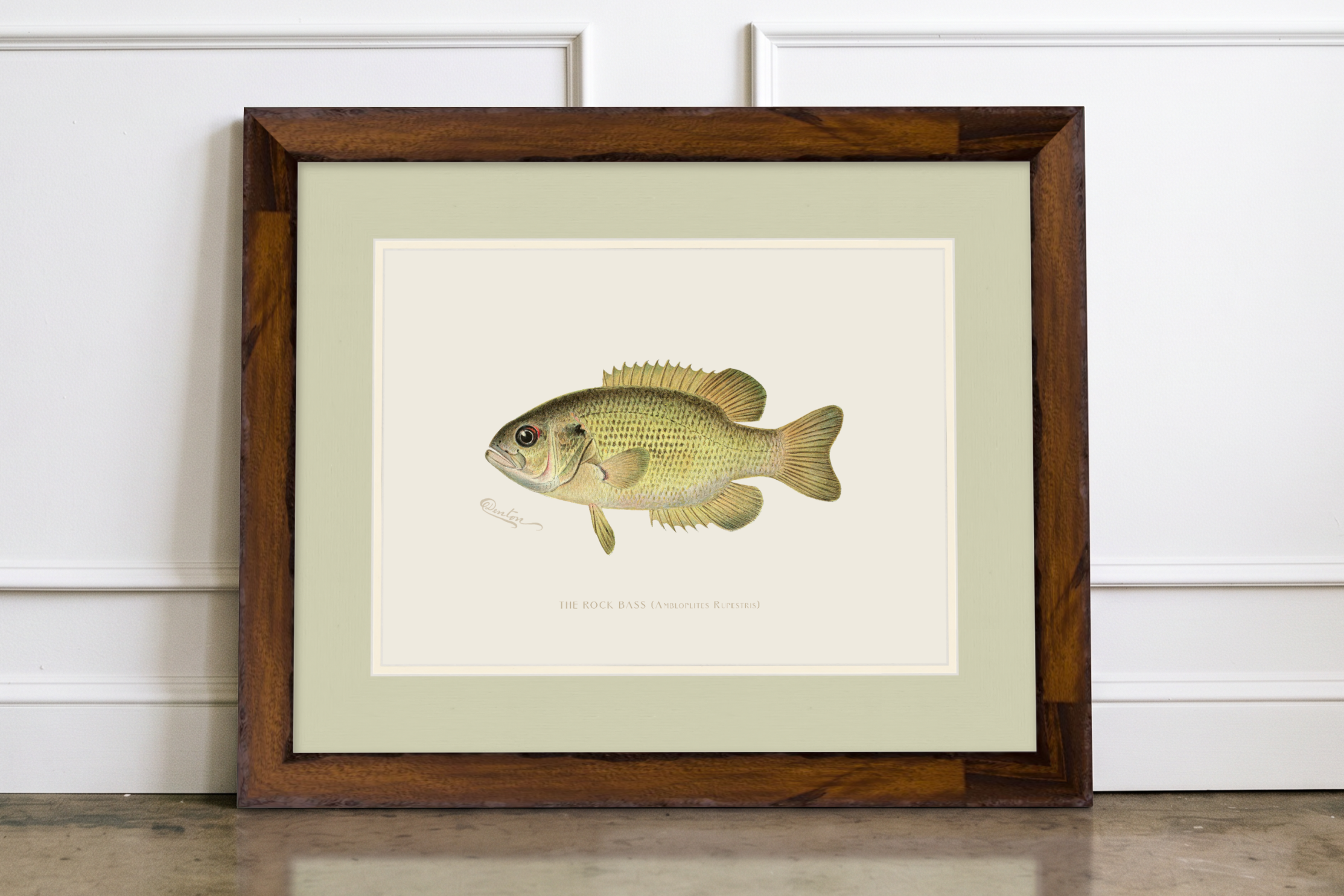 Freshwater Fish Illustrations - Rock Bass