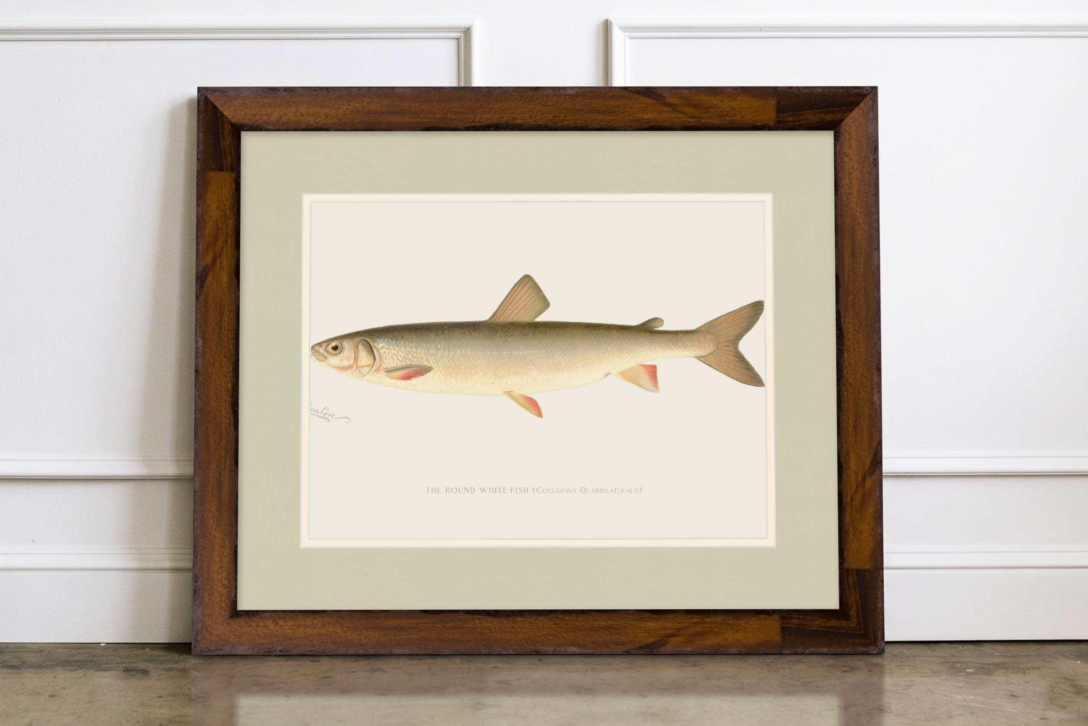 Freshwater Fish Illustrations - Round White Fish