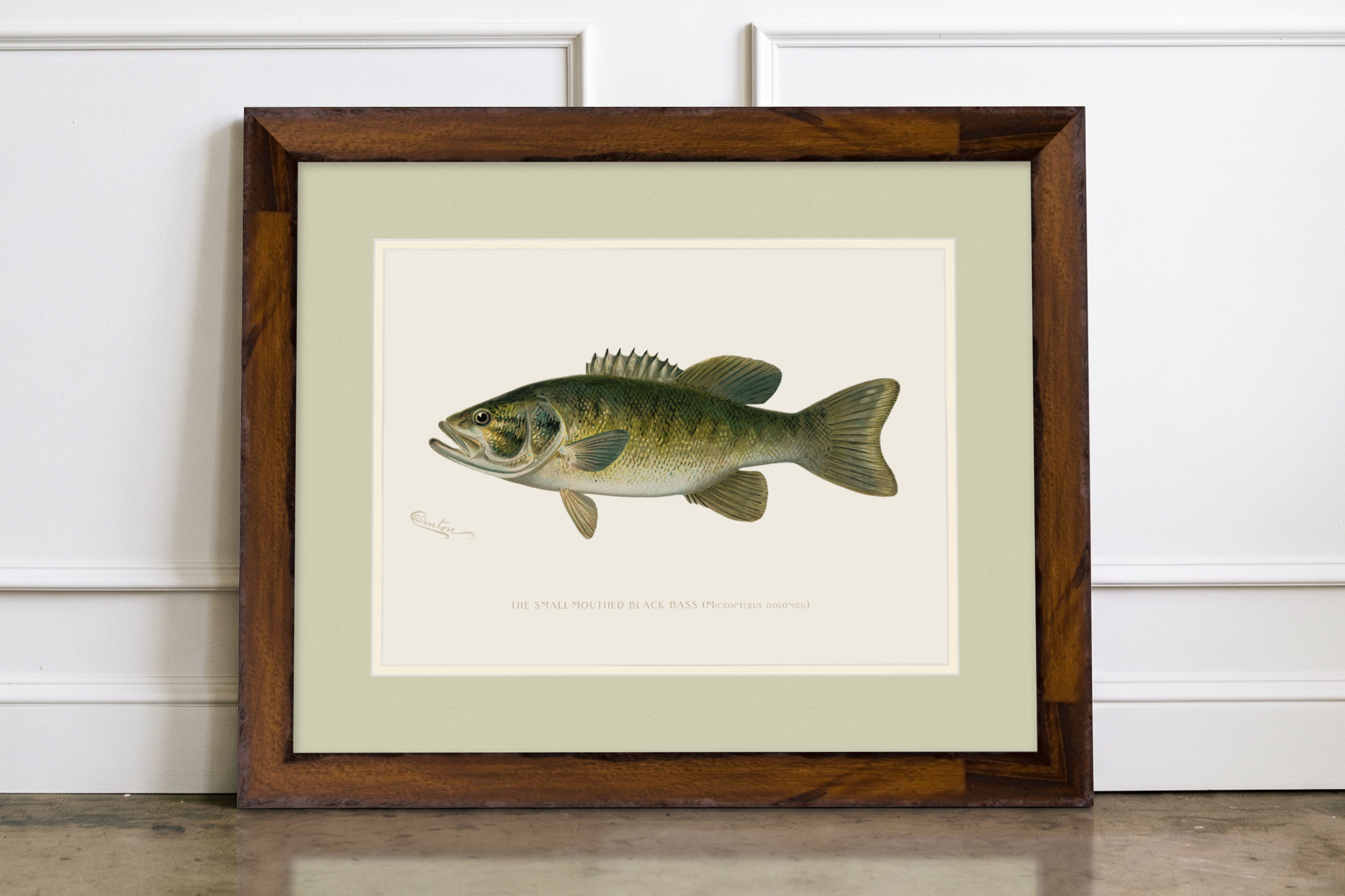 Freshwater Fish Illustrations - Small-Mouthed Bass