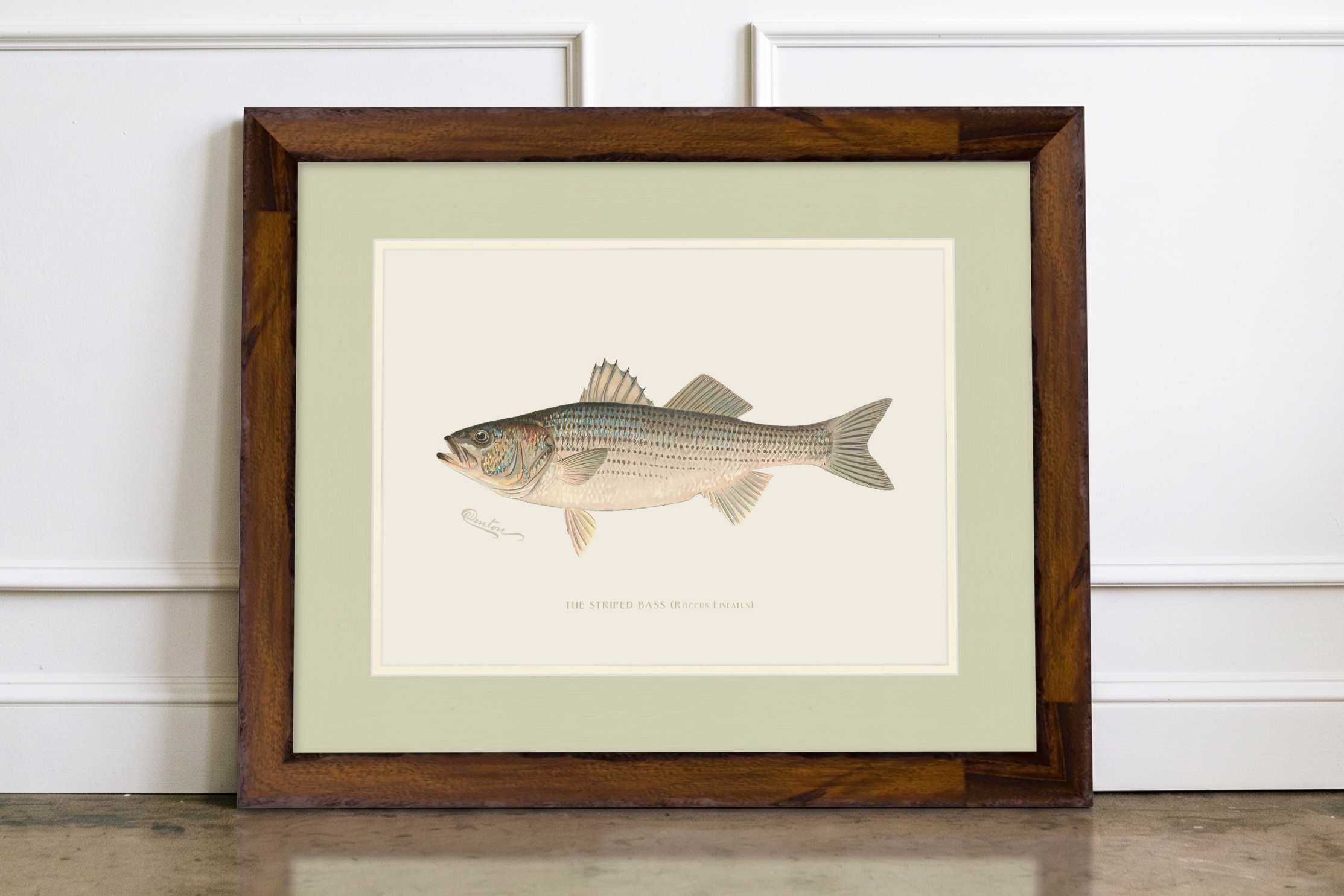 Freshwater Fish Illustrations - Striped Bass