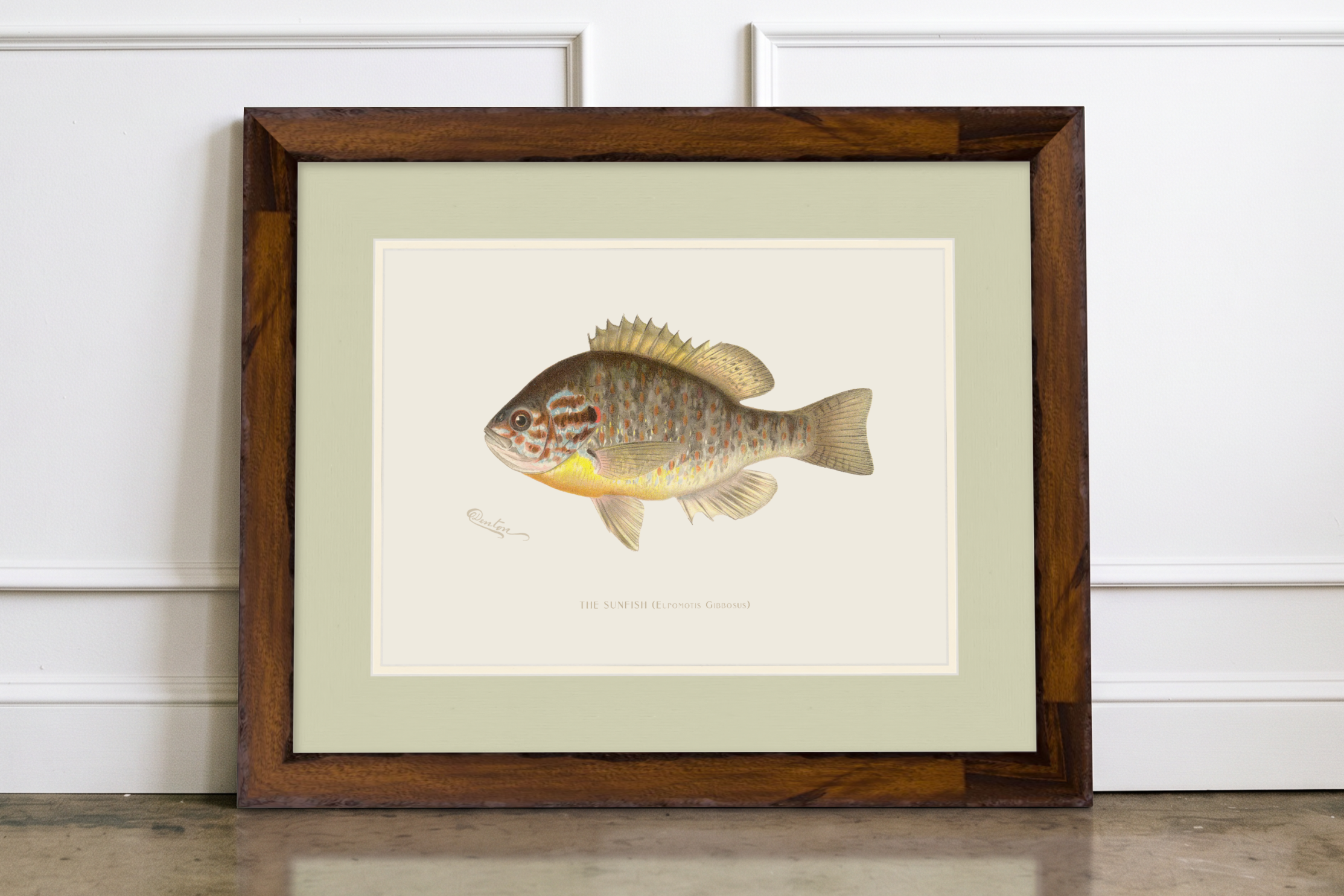Freshwater Fish Illustrations - Sunfish