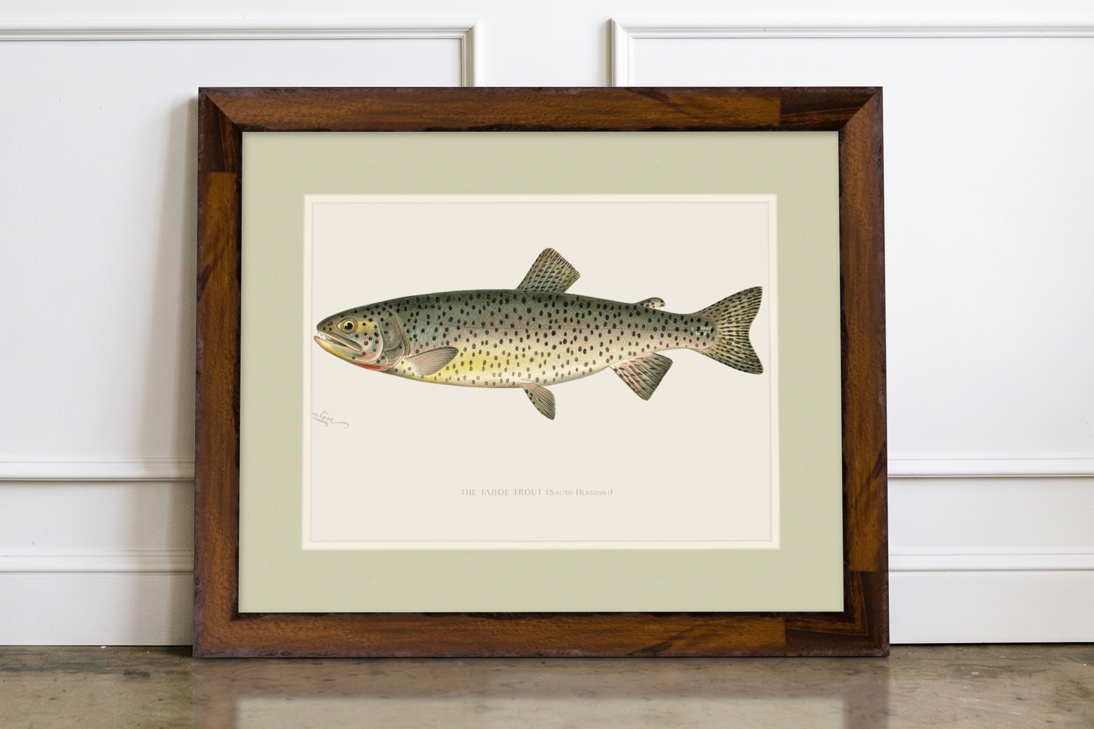 Freshwater Fish Illustrations - Tahoe Trout