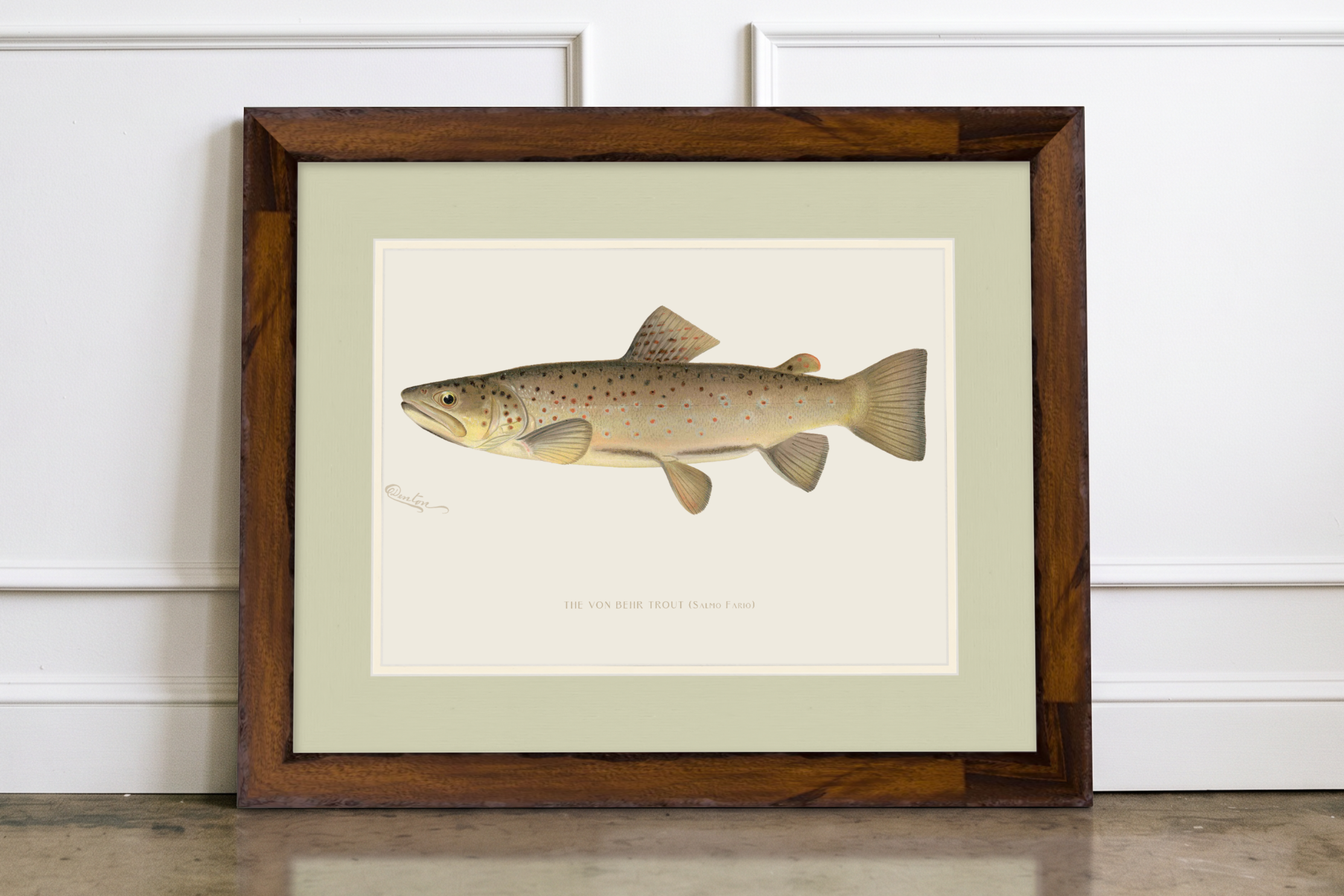 Freshwater Fish Illustrations - Brown Trout