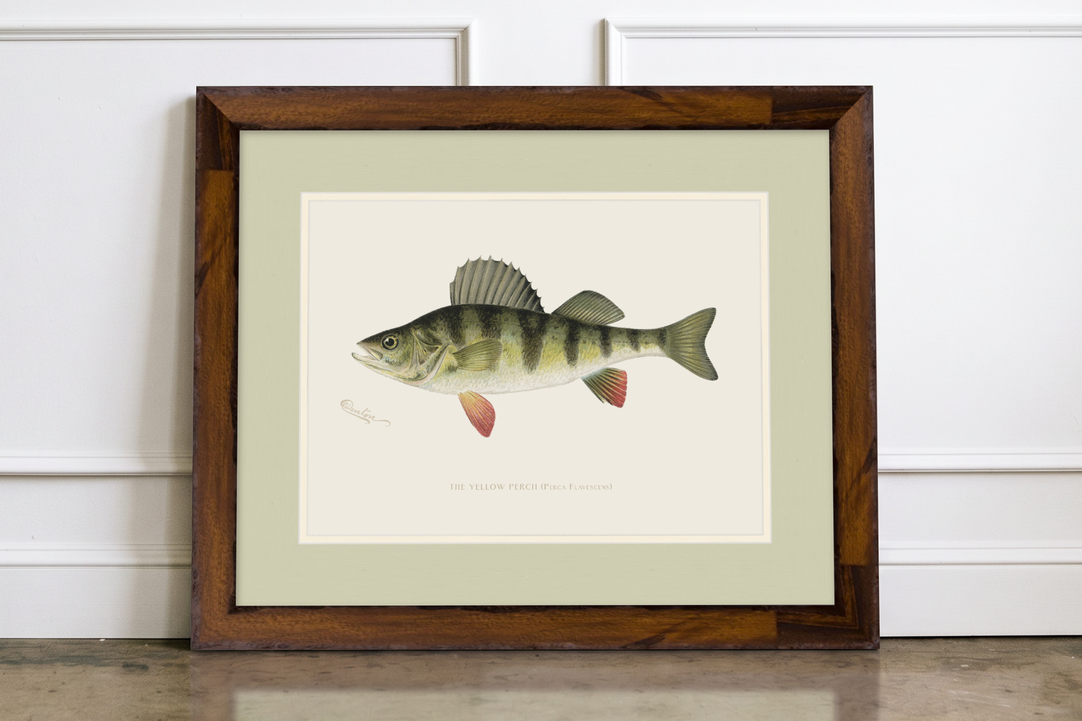 Freshwater Fish Illustrations - Yellow Perch