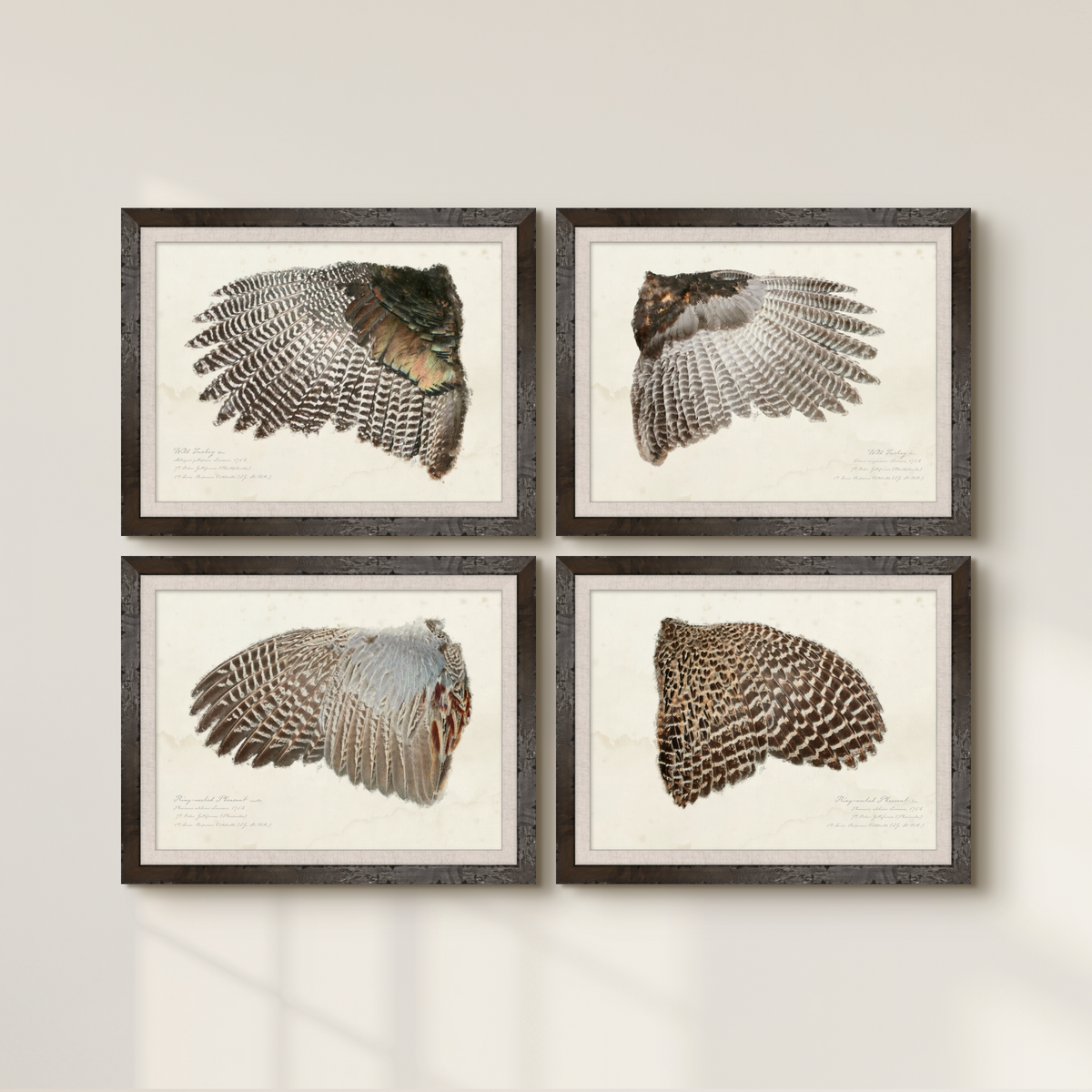 Illustrated Game Bird Wings - Ring-Necked Pheasant Rooster