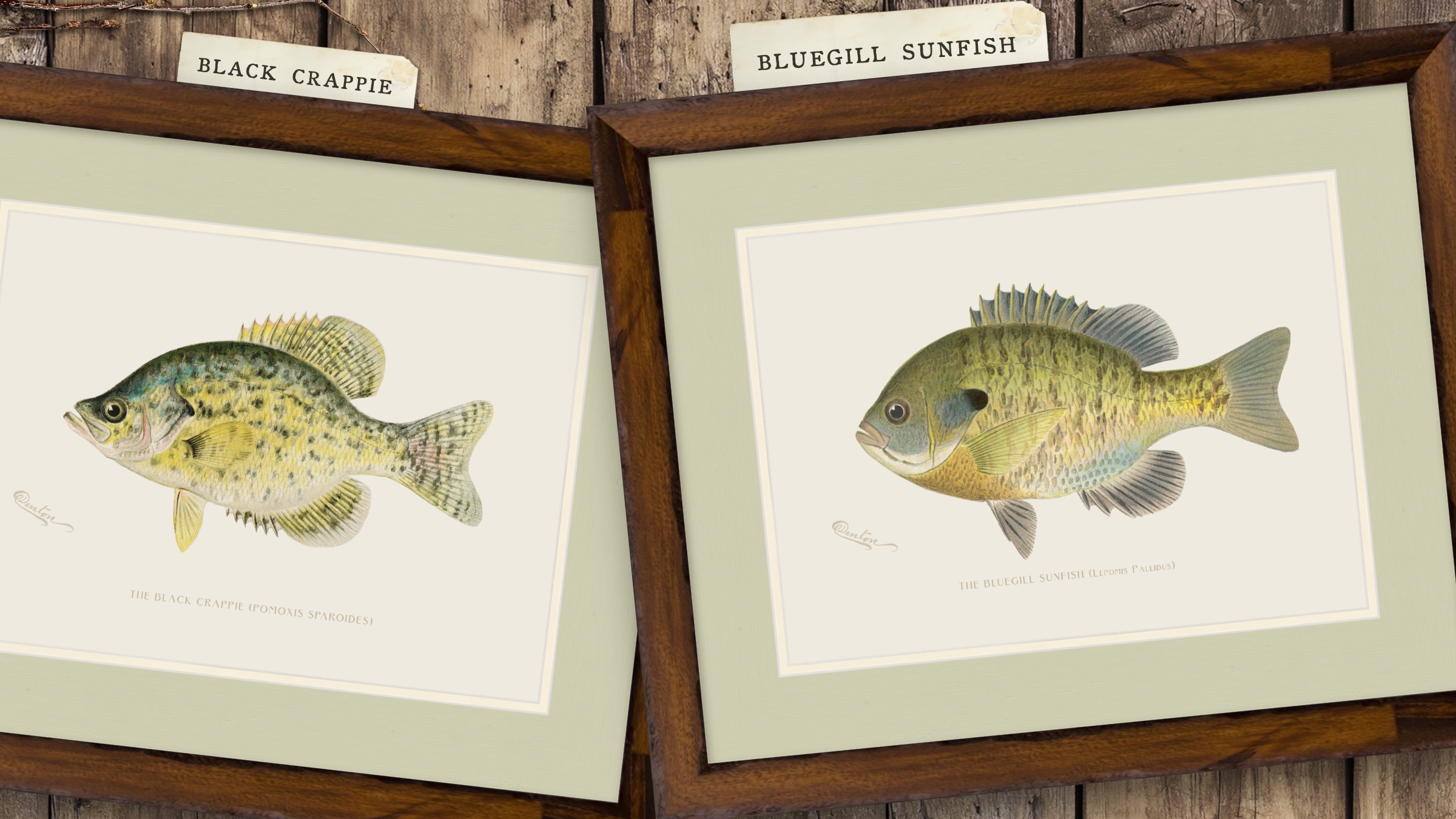 Freshwater Fish Illustrations - Black Crappie