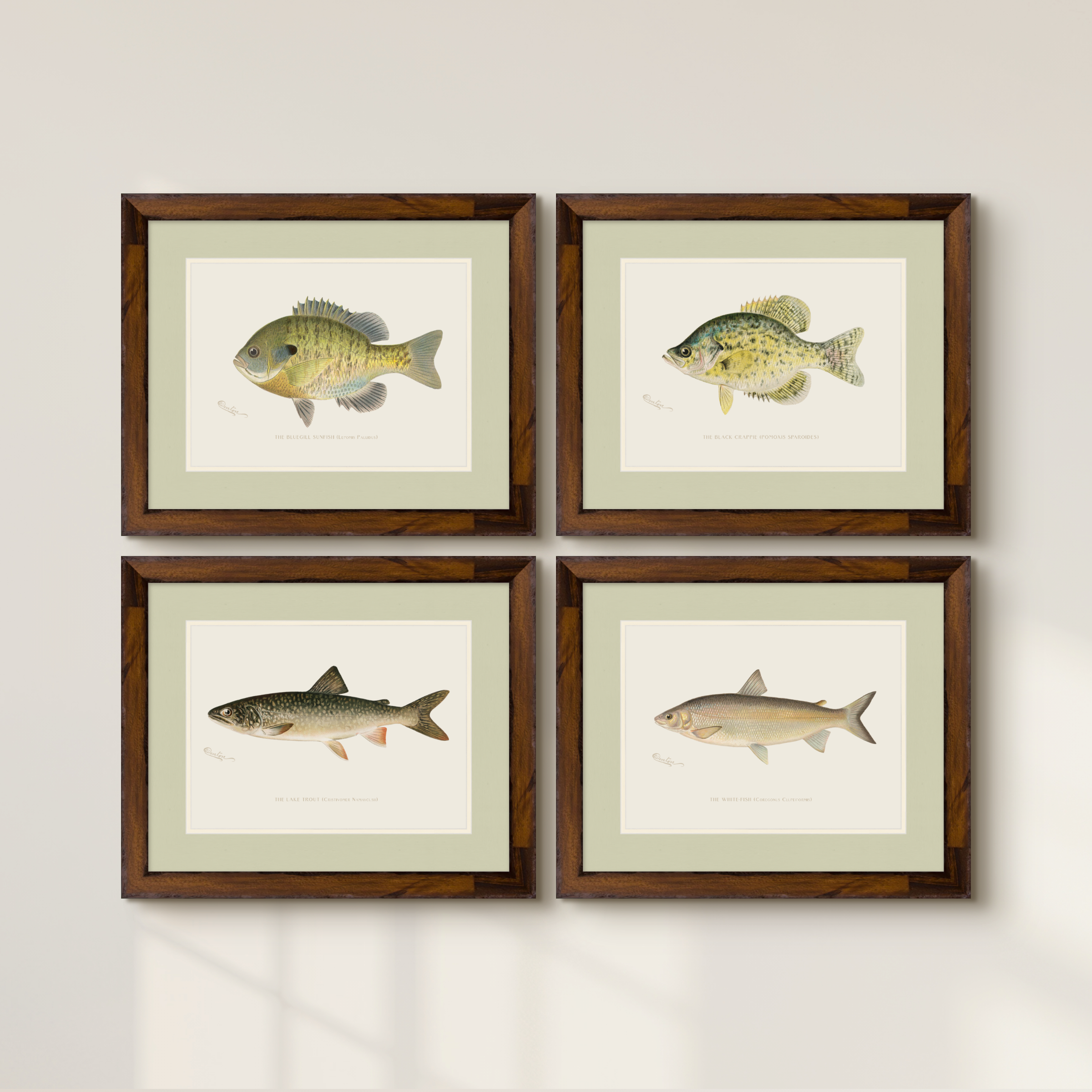 Freshwater Fish Illustrations - Black Crappie