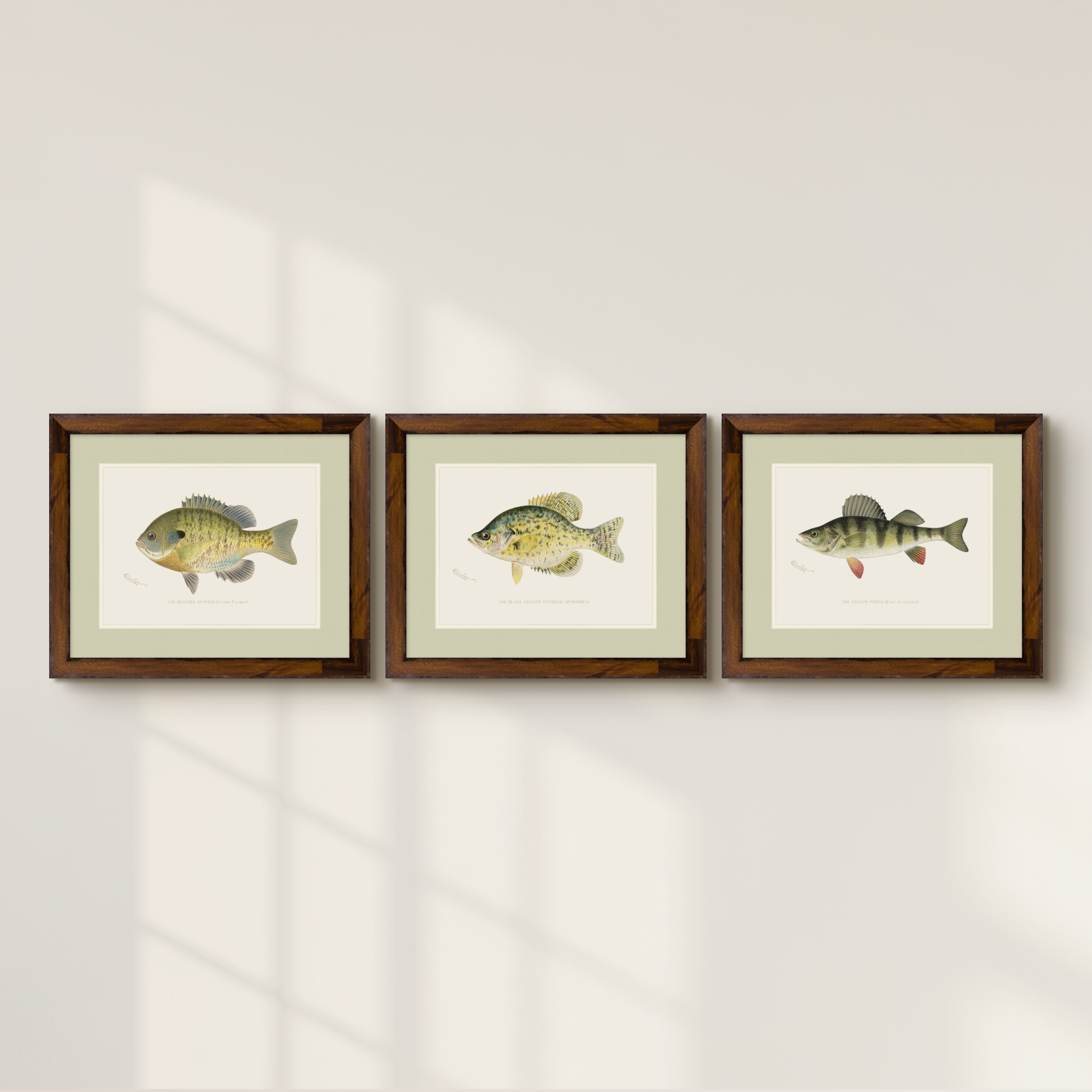 Freshwater Fish Illustrations - Yellow Perch