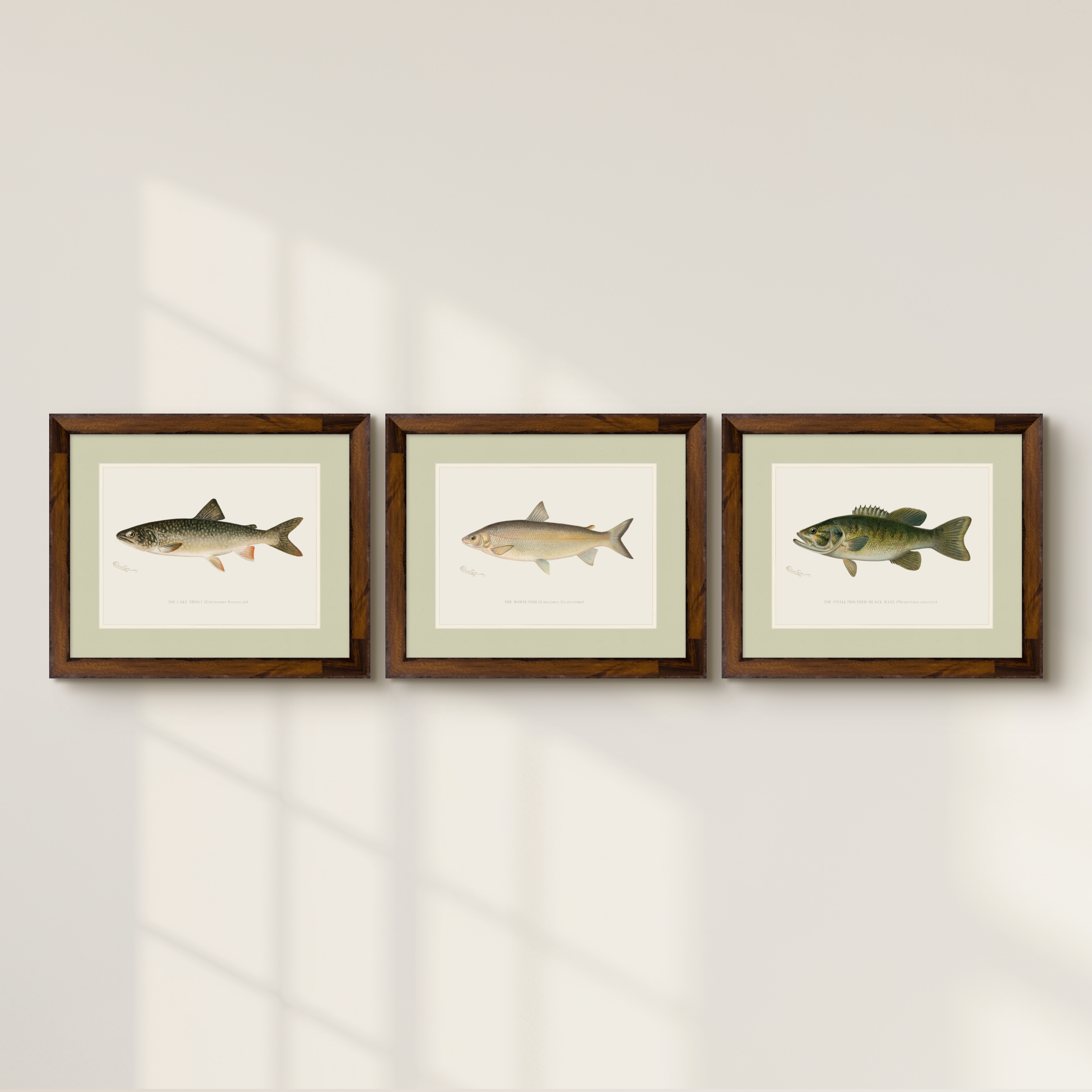 Freshwater Fish Illustrations - Lake Trout