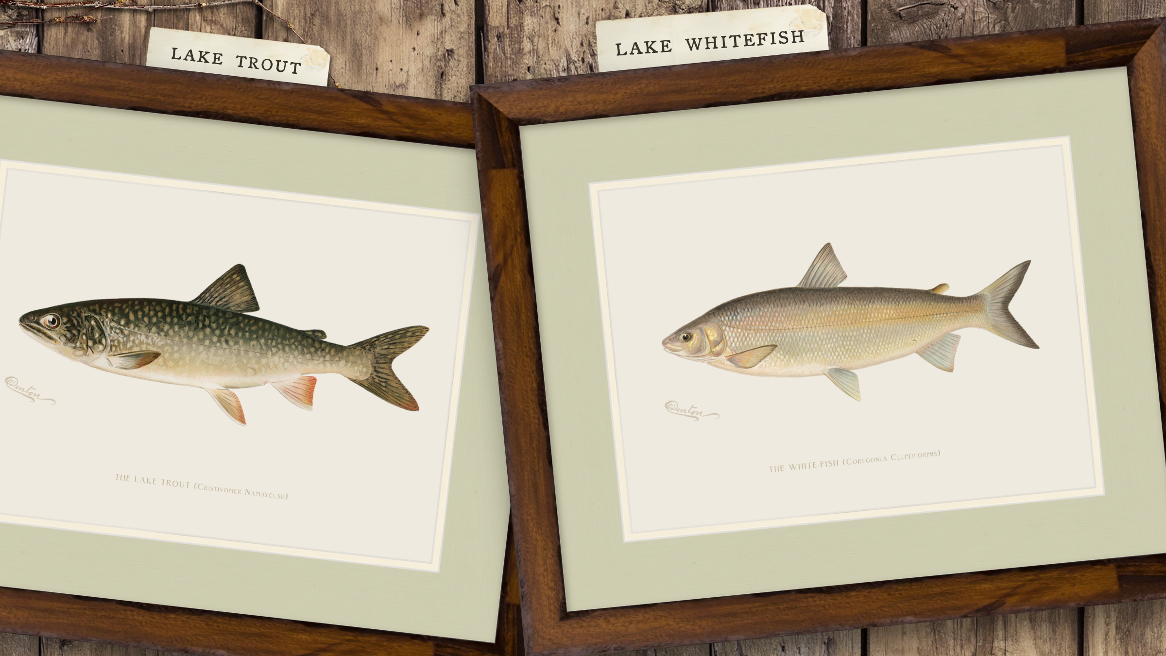 Freshwater Fish Illustrations - Lake Whitefish
