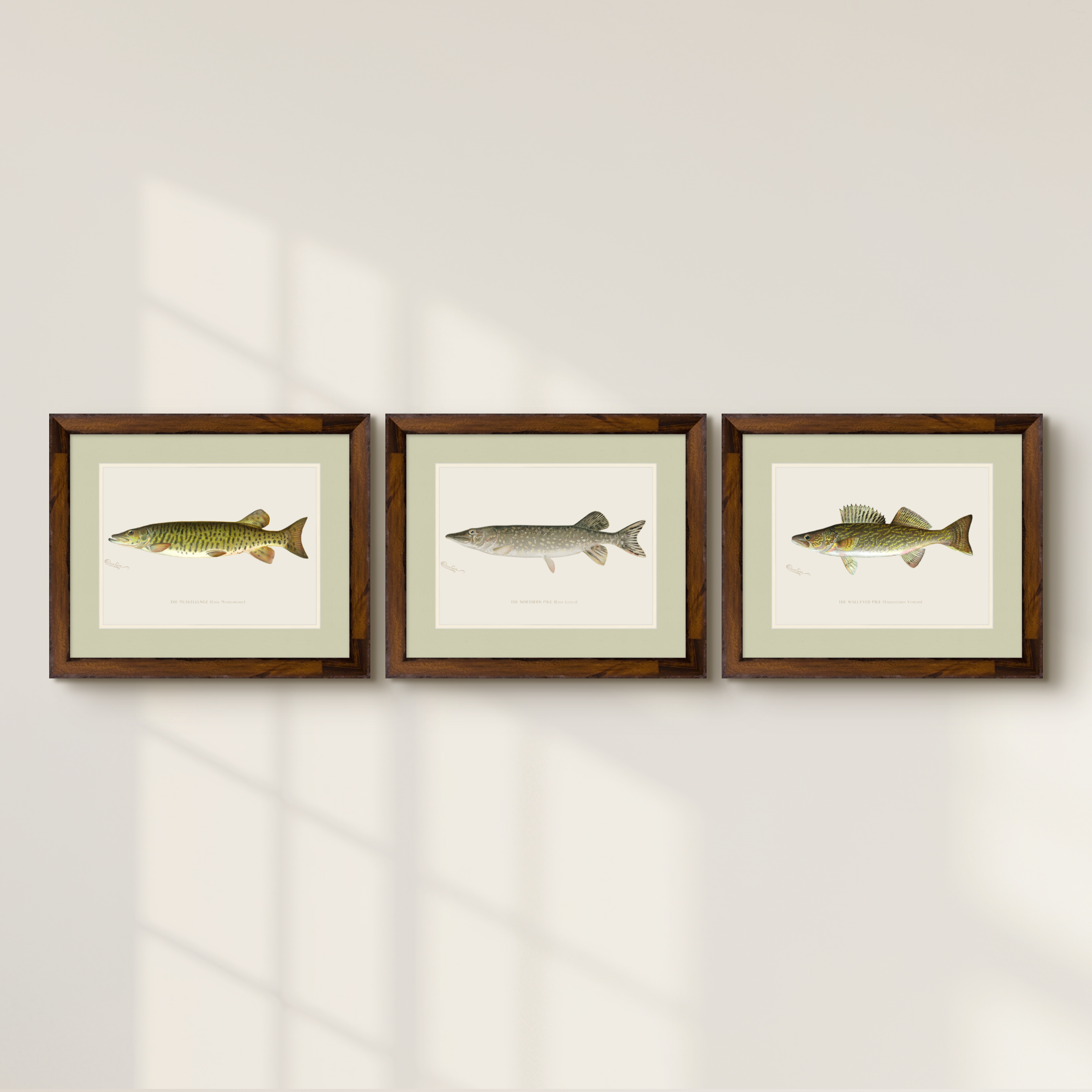 Freshwater Fish Illustrations - Northern Pike