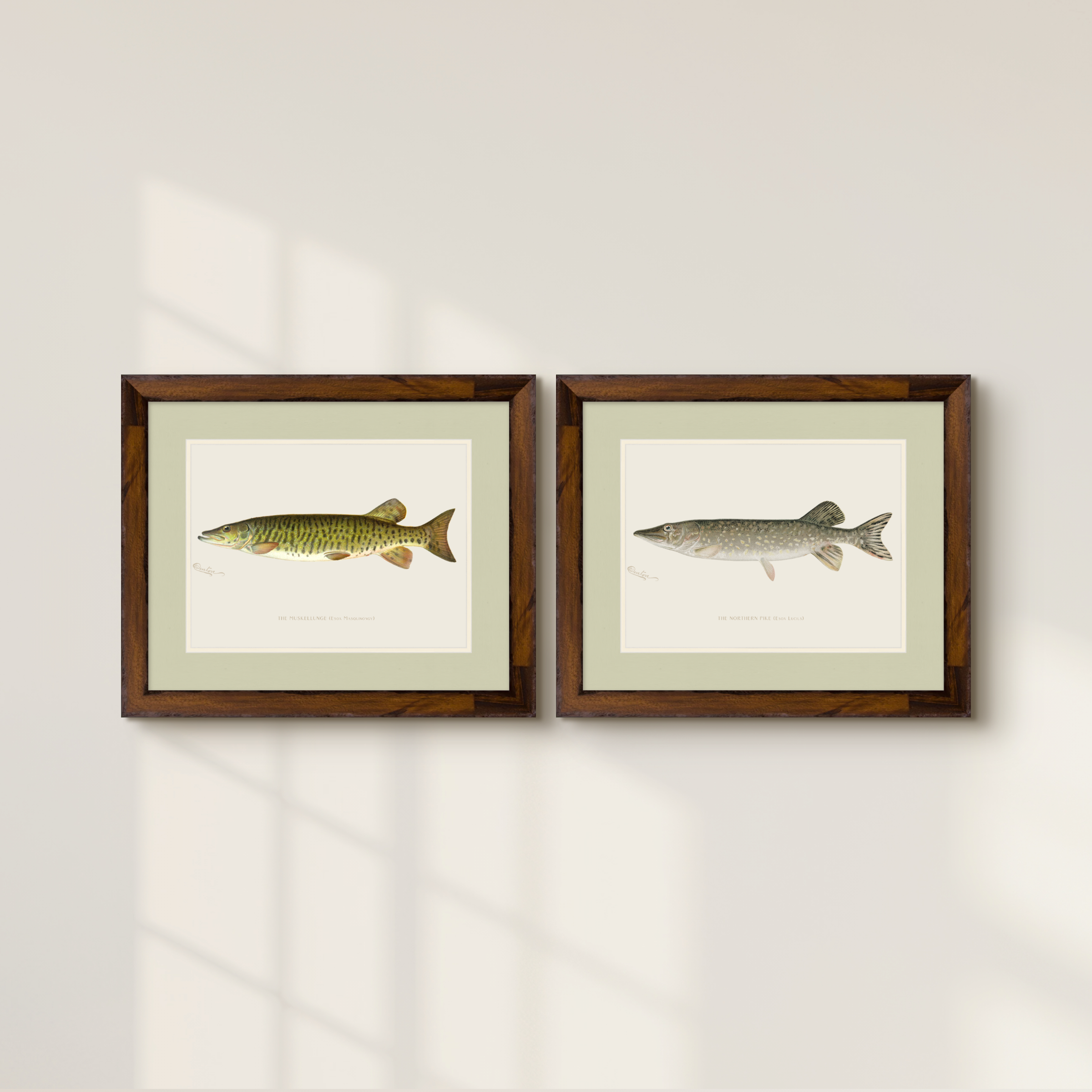 Freshwater Fish Illustrations - Northern Pike