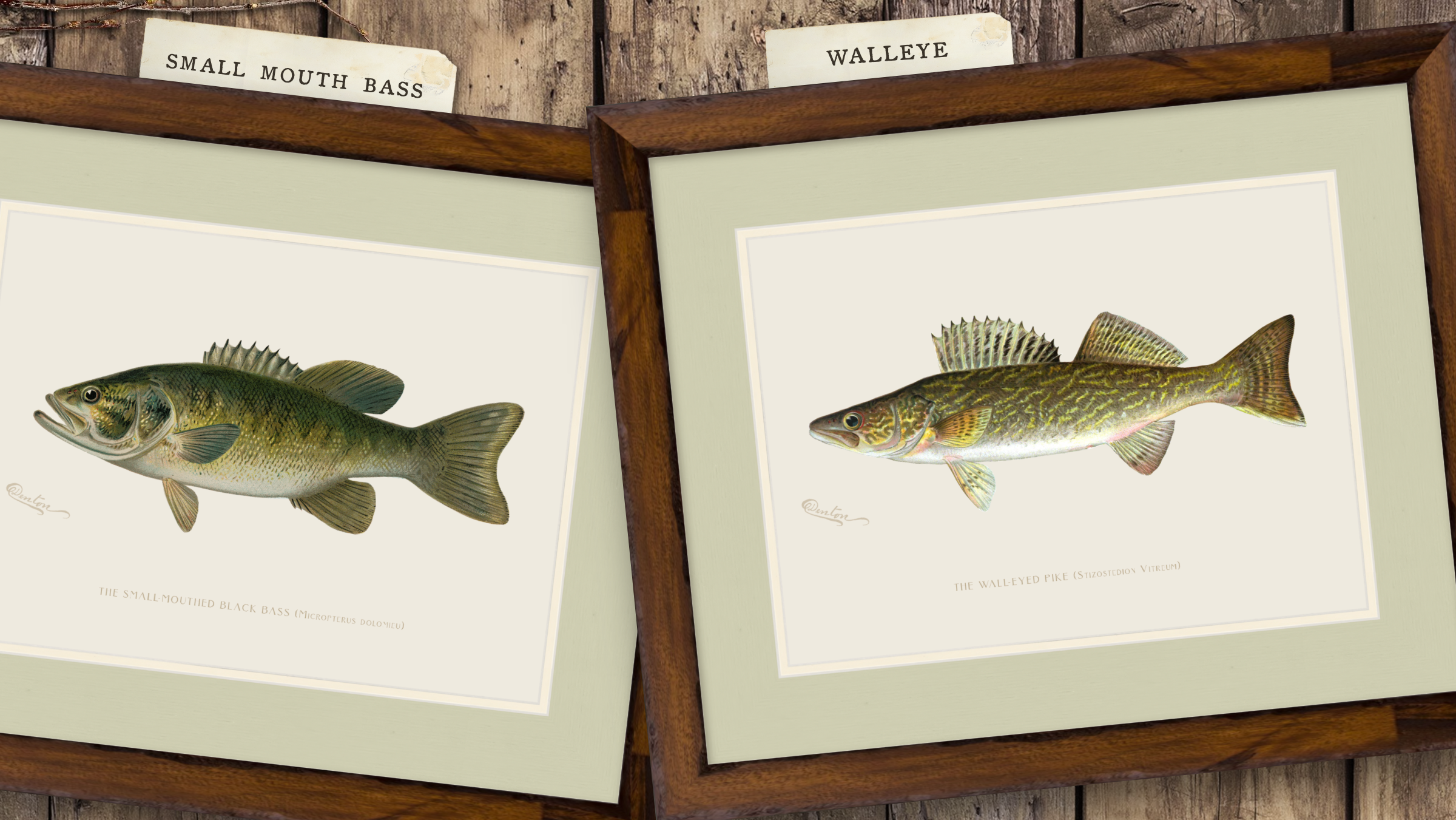 Freshwater Fish Illustrations - Small-Mouthed Bass