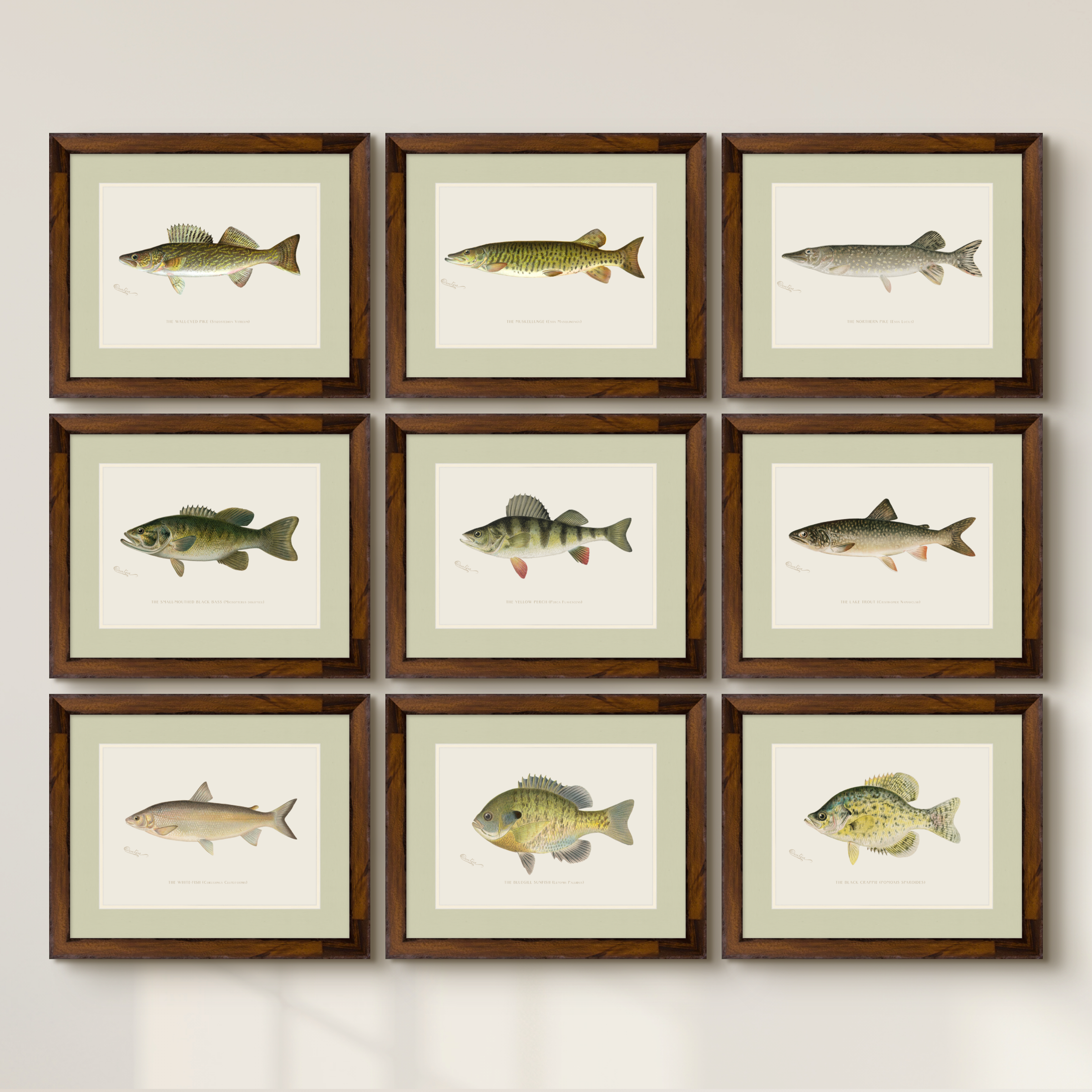 Freshwater Fish Illustrations - Northern Pike