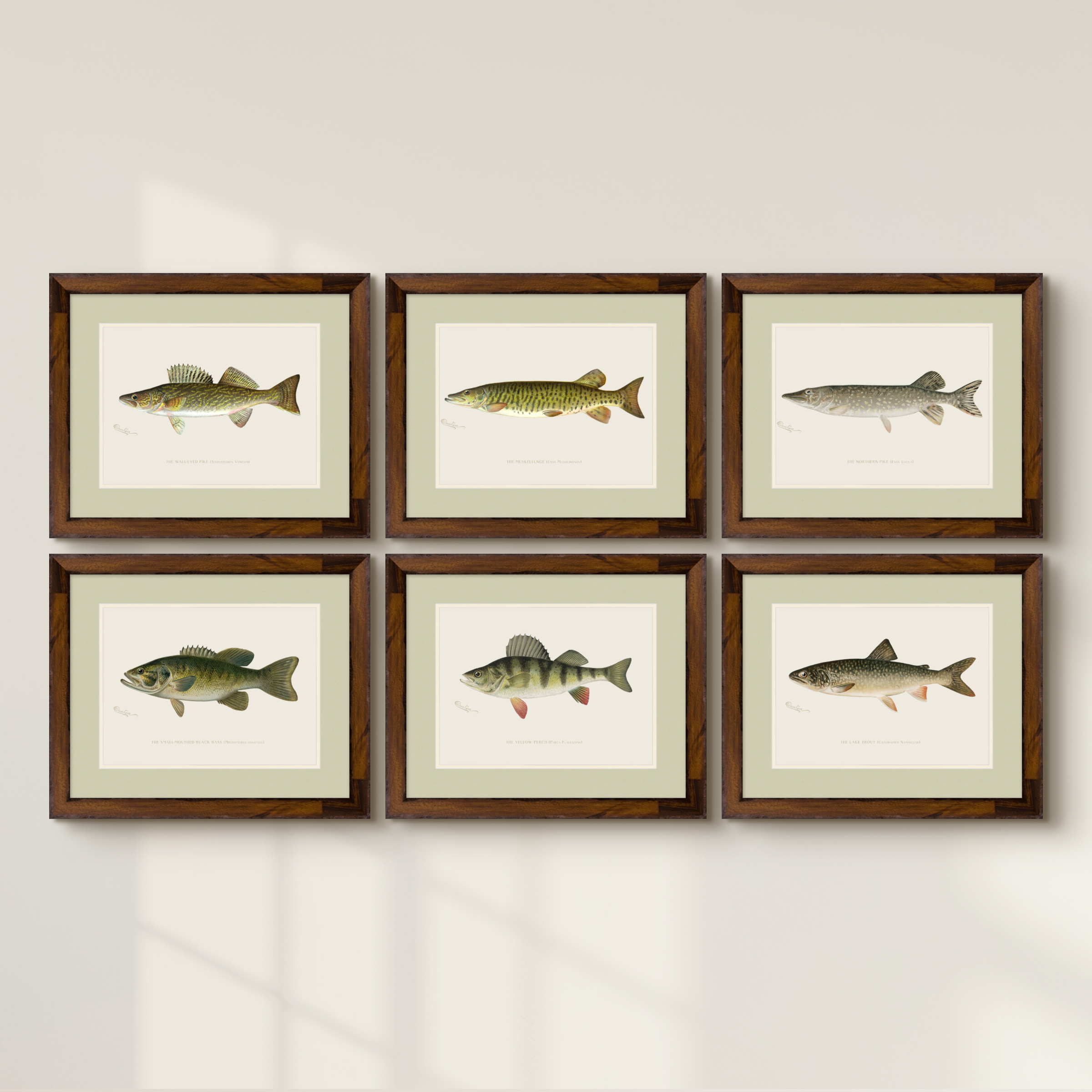 Freshwater Fish Illustrations - Northern Pike