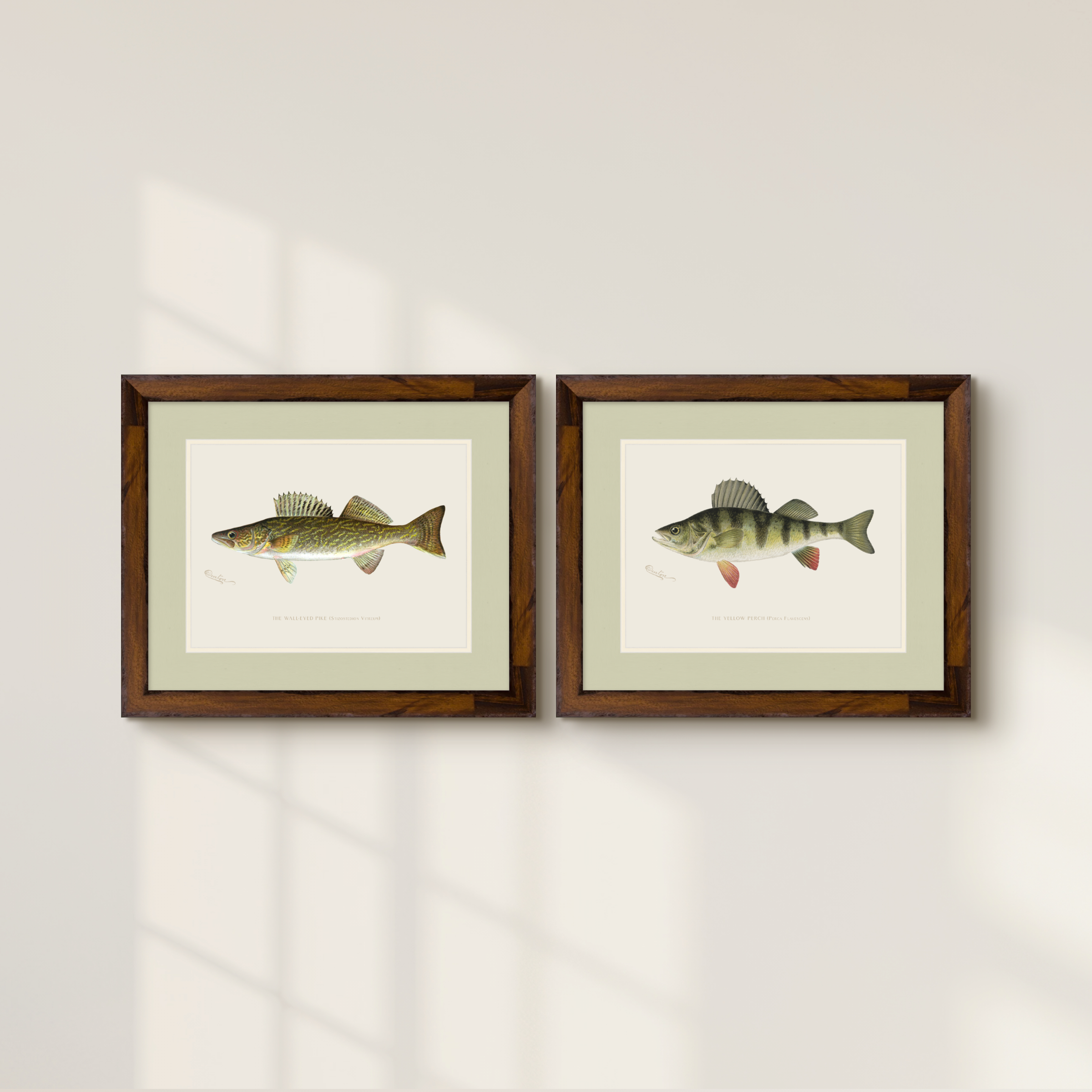 Freshwater Fish Illustrations - Yellow Perch