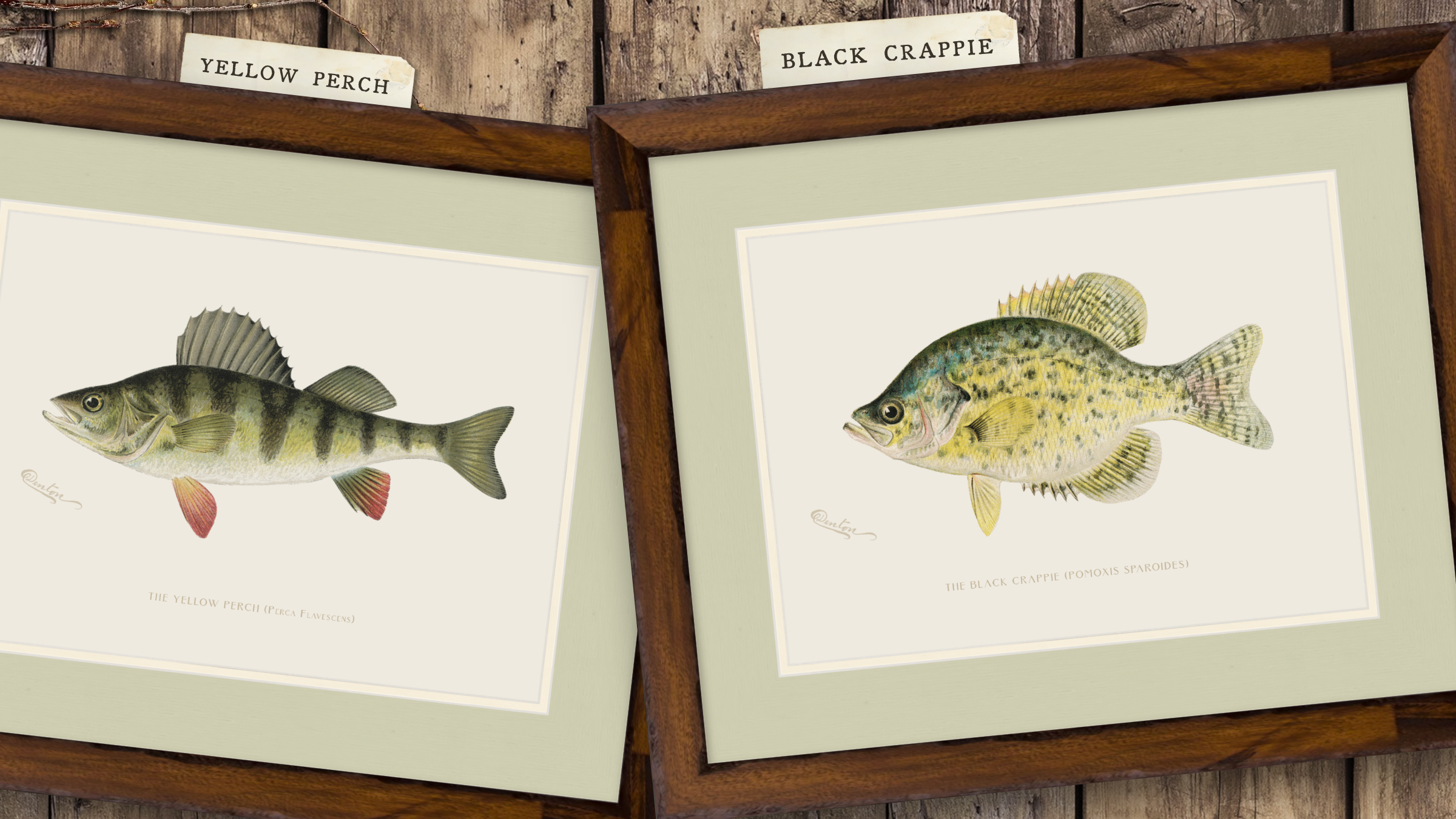 Freshwater Fish Illustrations - Yellow Perch