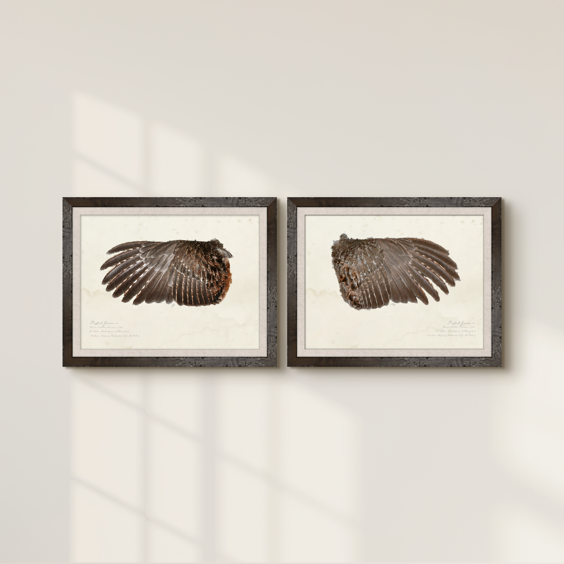 Illustrated Game Bird Wings - Ruffed Grouse Hen