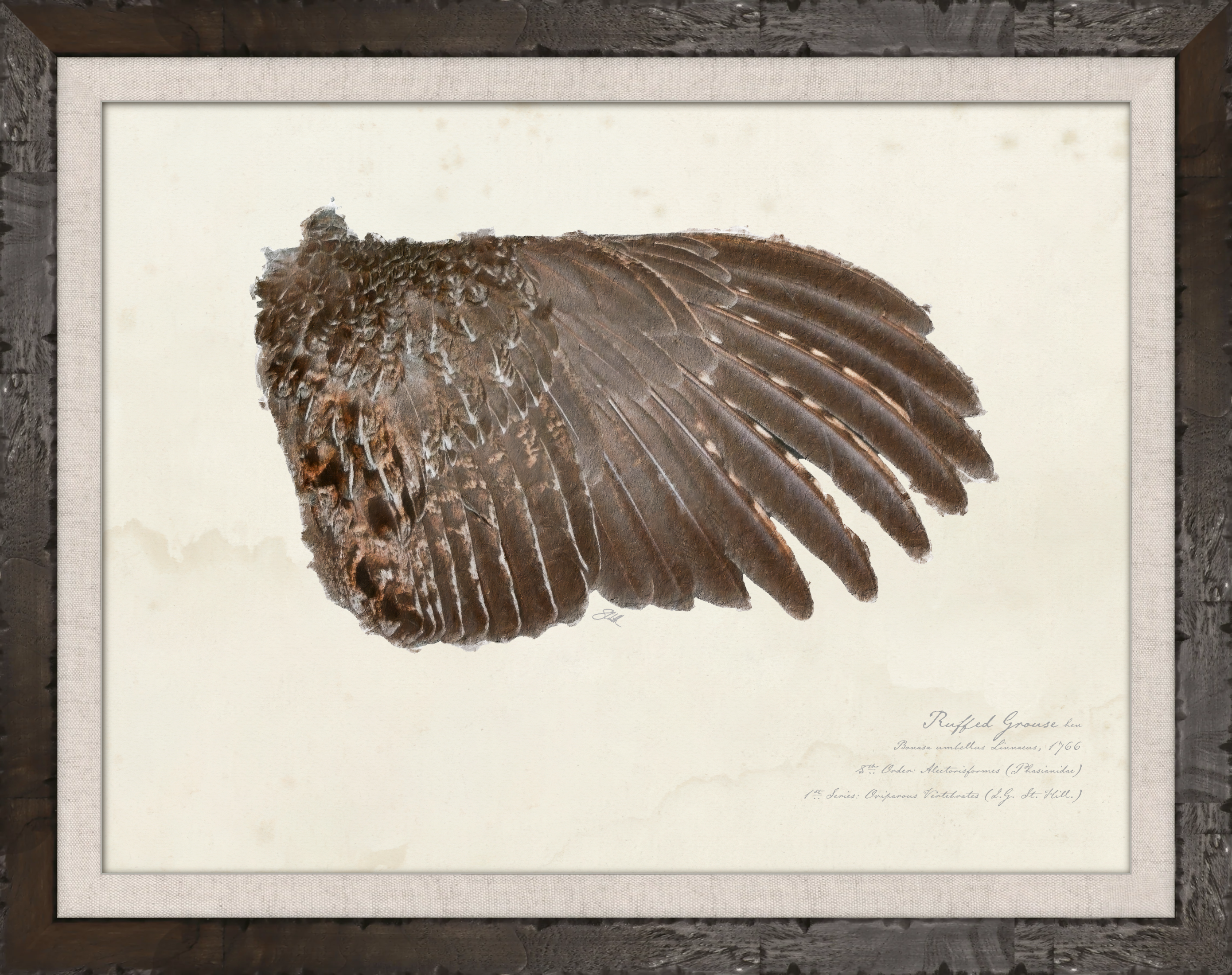 Illustrated Game Bird Wings - Ruffed Grouse Hen