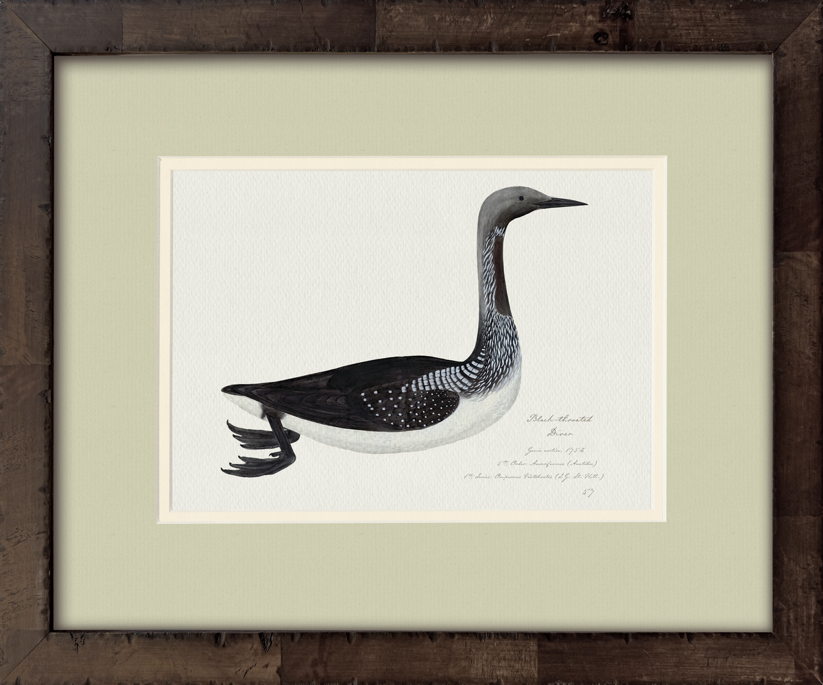 Black-Throated Diver — 18th-century vintage watercolor painted American waterfowl illustration art print
