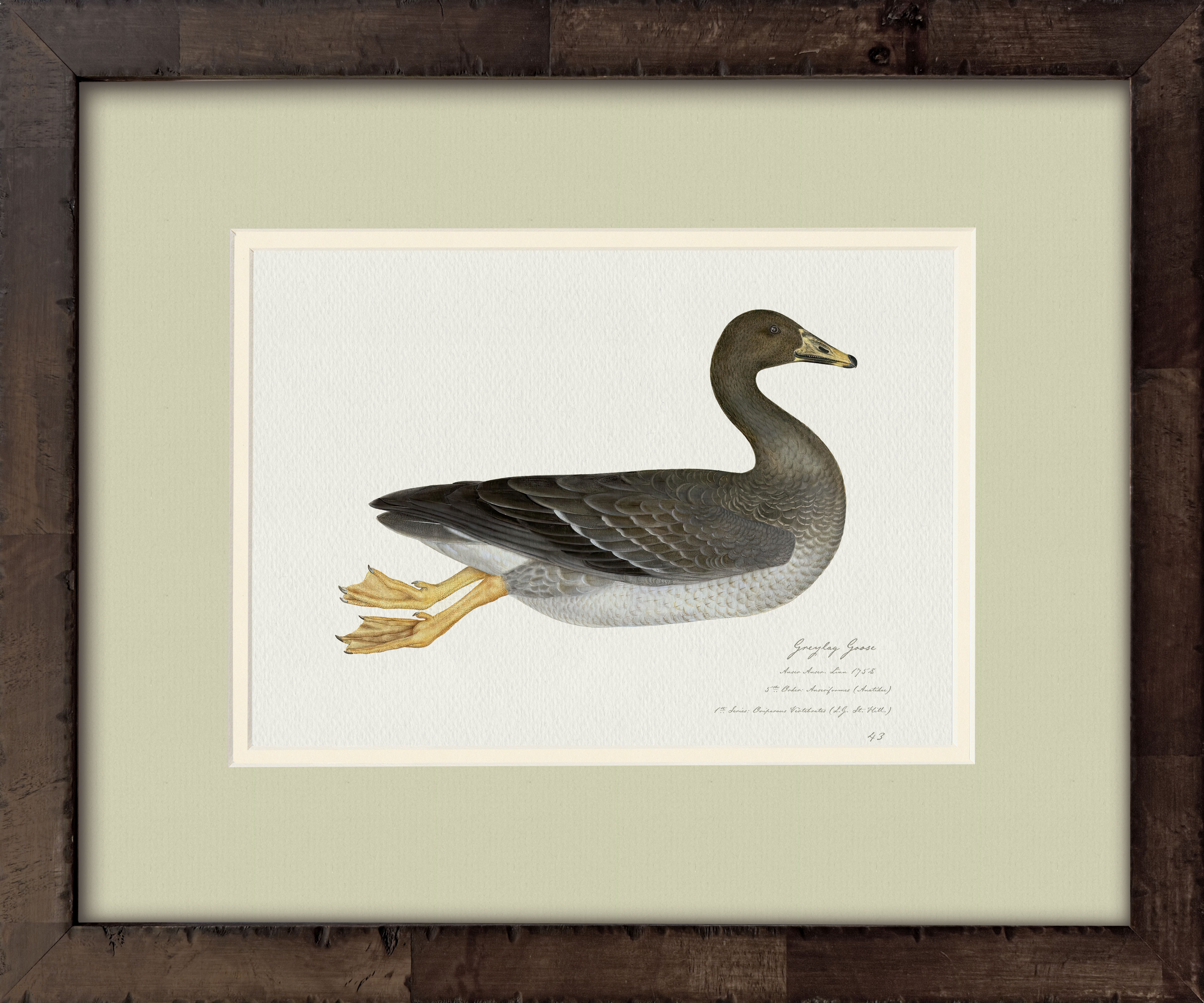 Greylag Goose — 18th-century vintage watercolor painted American waterfowl illustration art print