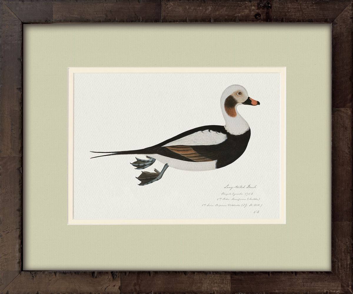 Long-Tailed Duck — 18th-century vintage watercolor painted American waterfowl illustration art print